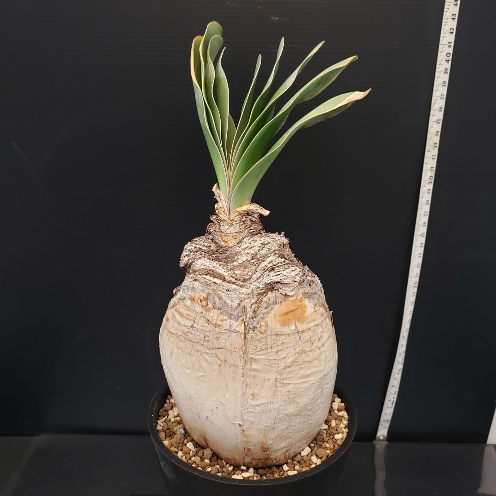 H275【自社養生株】ブーファン ハエマンソイデス（現地球・発根株