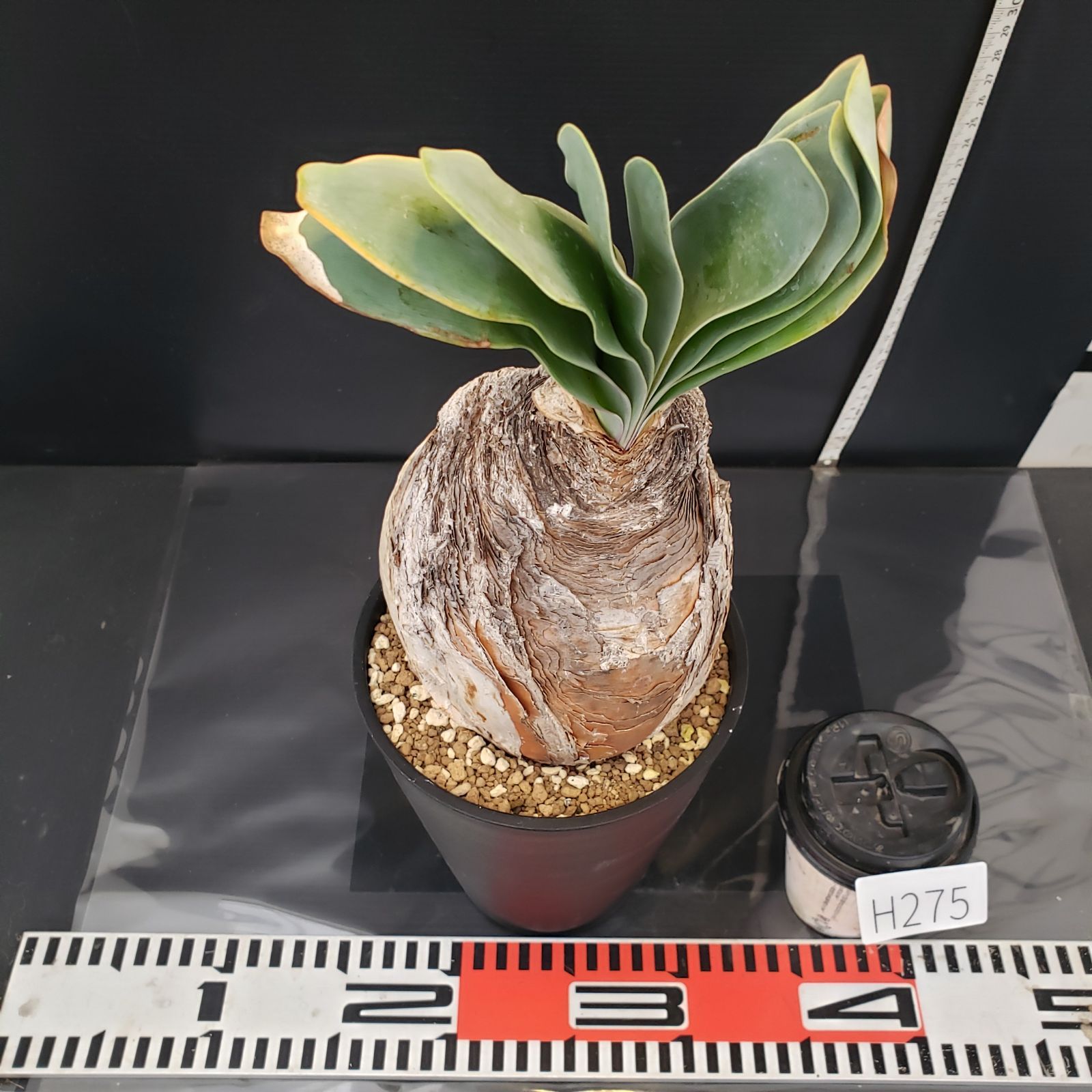 H275【自社養生株】ブーファン ハエマンソイデス（現地球・発根株