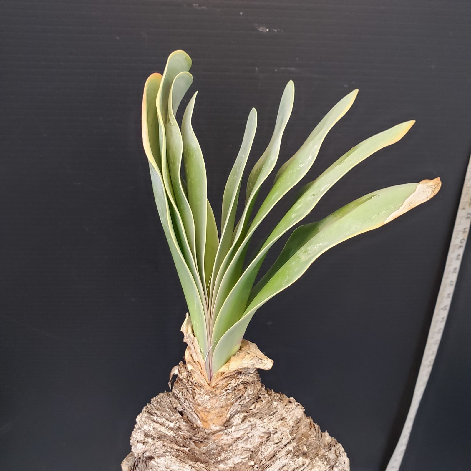 G5「球根植物」ブーファン ハエマンソイデス 産地株 12株 F405【自社養生株】ブーファン ハエマンソイデス（現地球・発根株