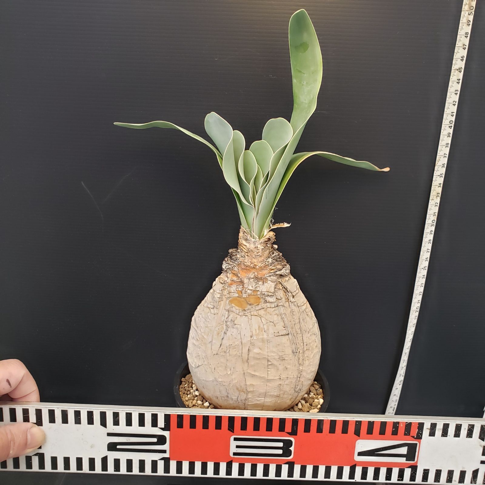 H276【自社養生株】ブーファン ハエマンソイデス（現地球・発根株