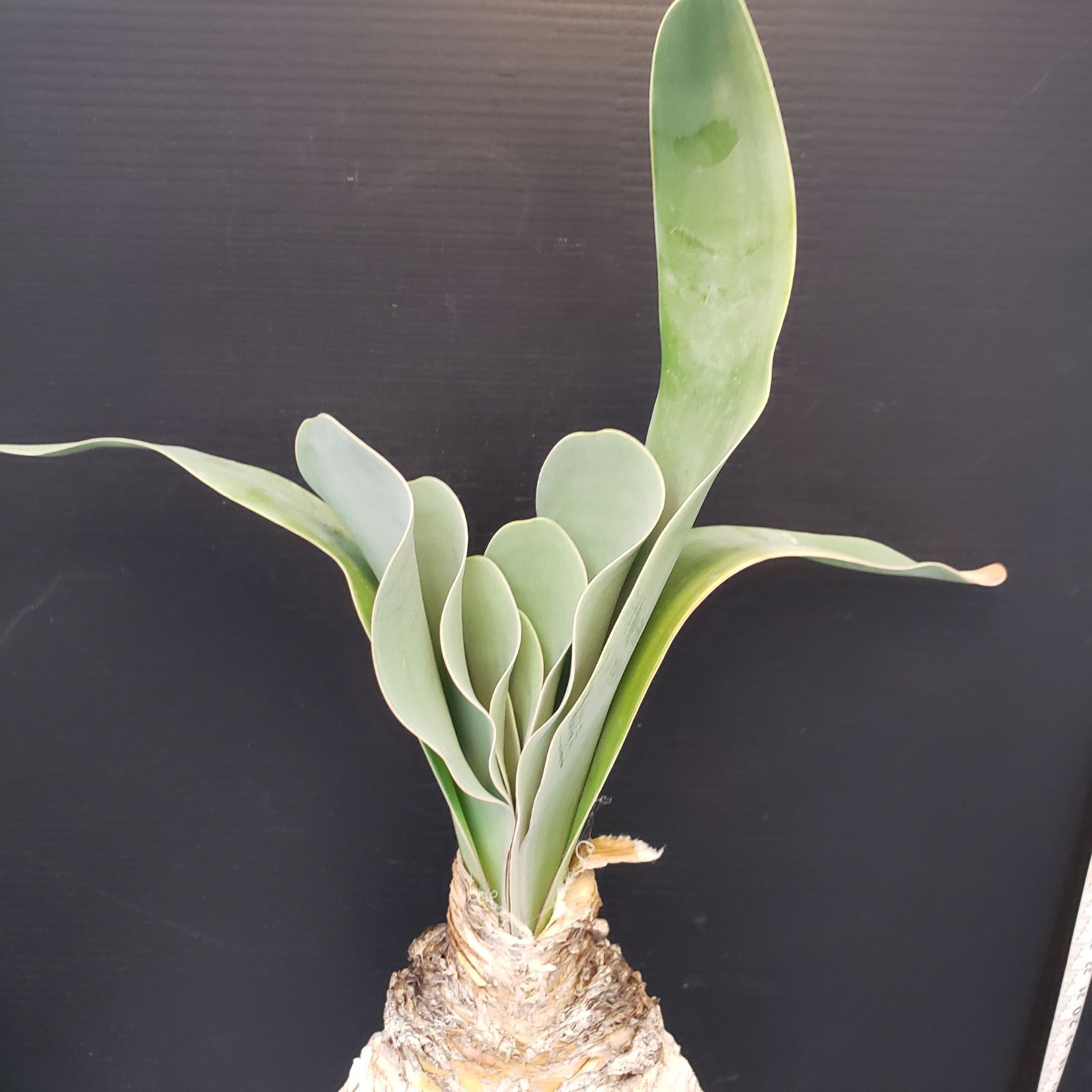 H276【自社養生株】ブーファン ハエマンソイデス（現地球・発根株