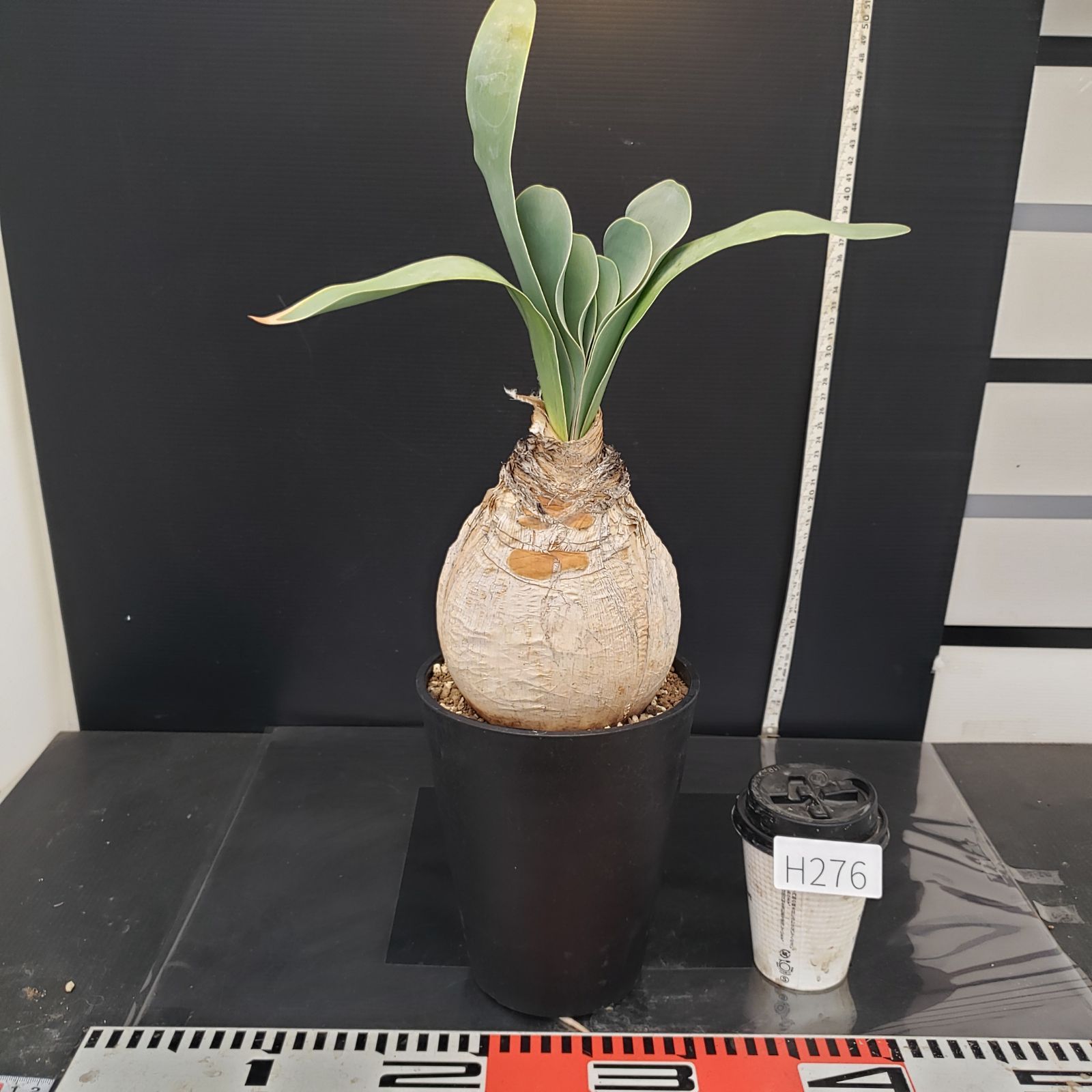 H276【自社養生株】ブーファン ハエマンソイデス（現地球・発根株