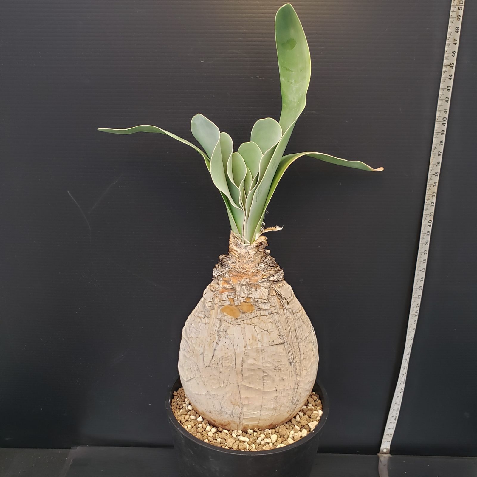 H276【自社養生株】ブーファン ハエマンソイデス（現地球・発根株