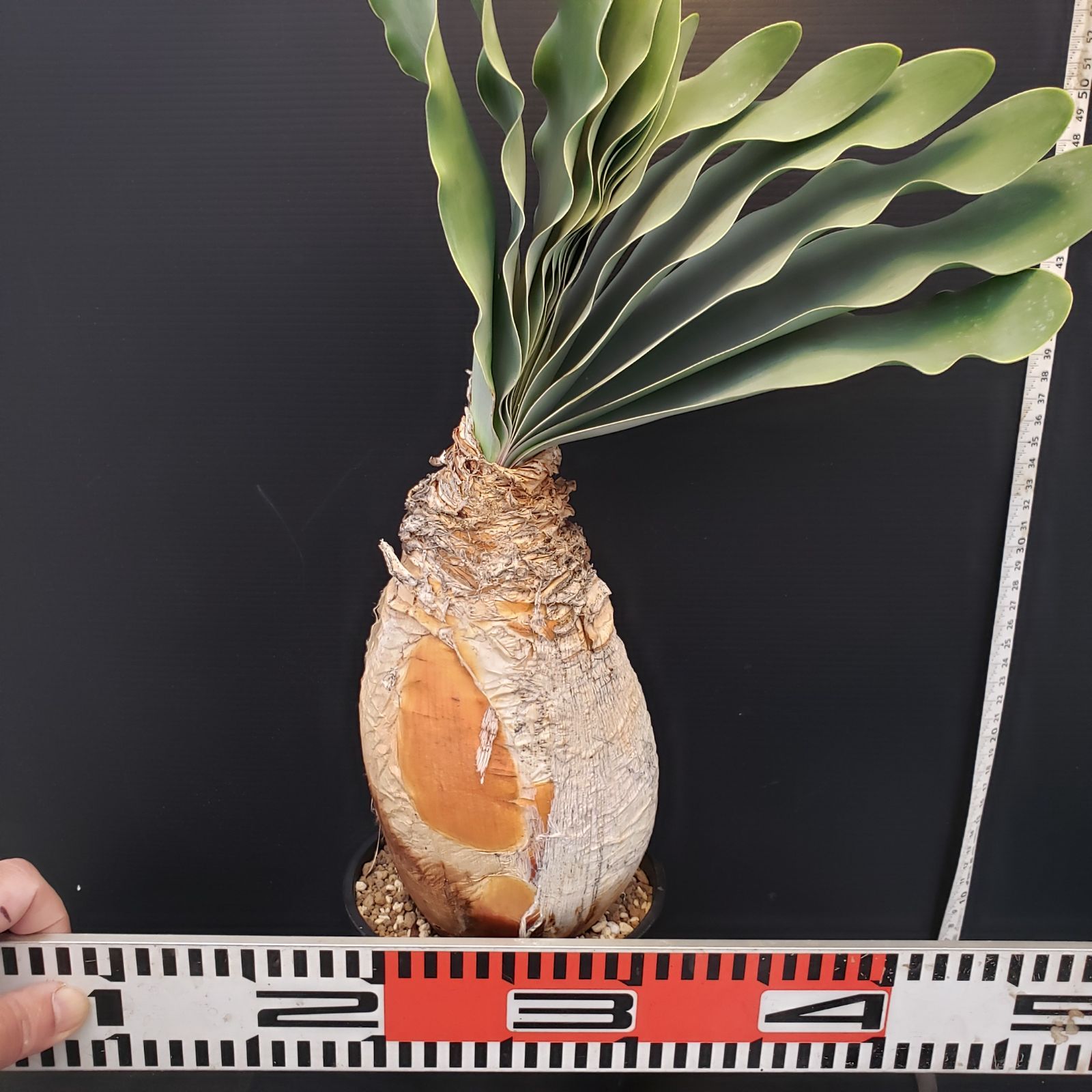 H277【自社養生株】ブーファン ハエマンソイデス（現地球・発根株