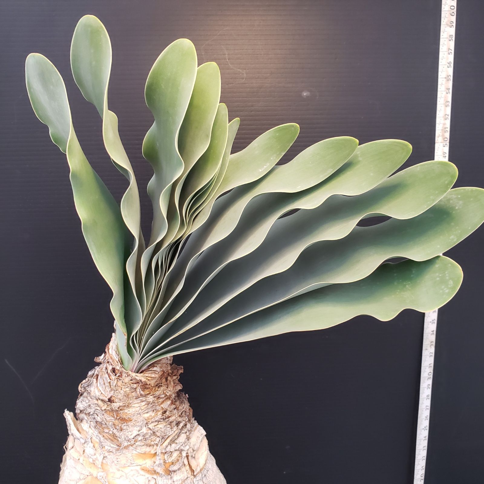 H277【自社養生株】ブーファン ハエマンソイデス（現地球・発根株