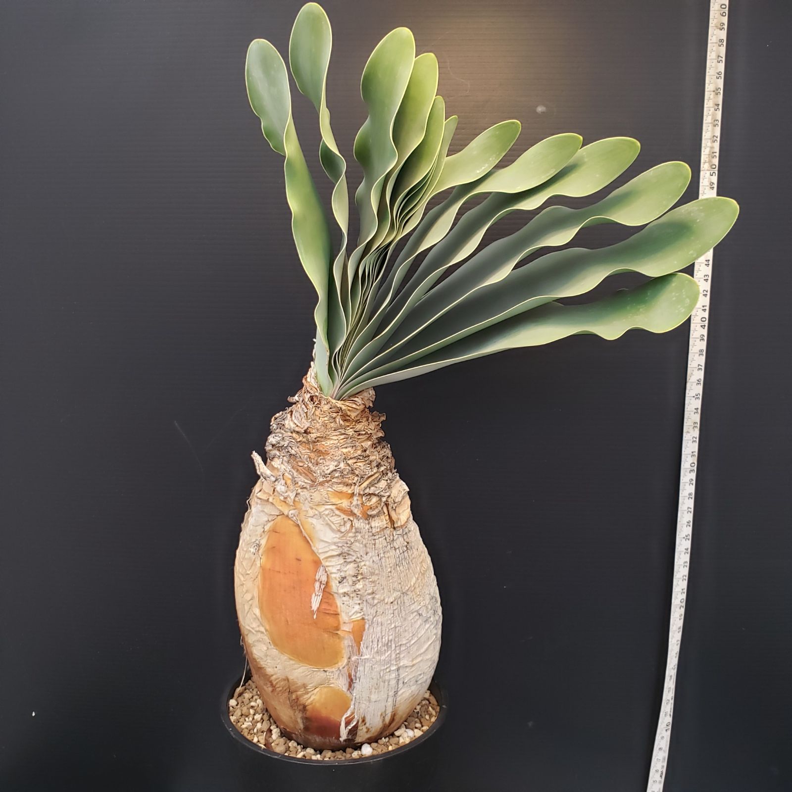 H277【自社養生株】ブーファン ハエマンソイデス（現地球・発根株