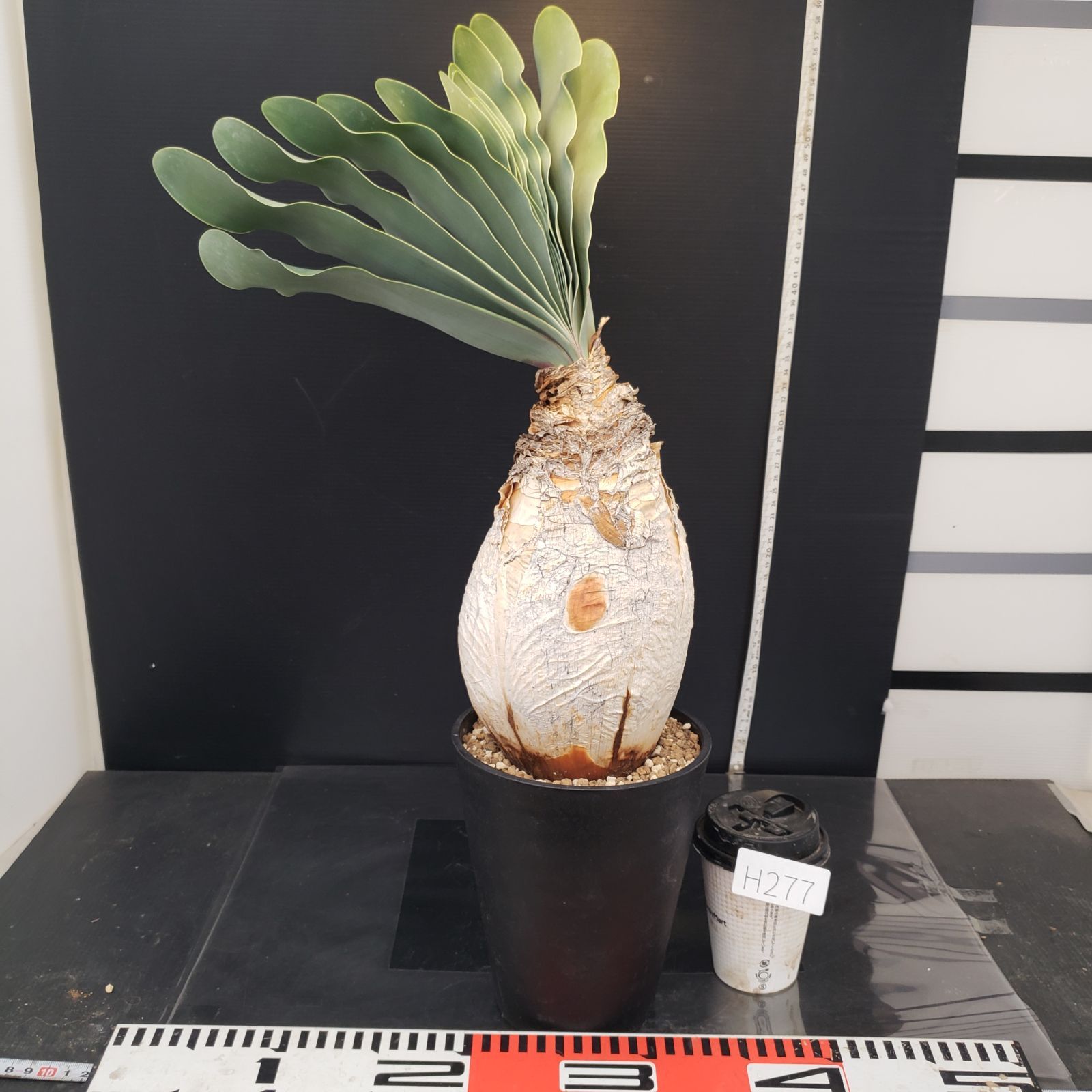 H277【自社養生株】ブーファン ハエマンソイデス（現地球・発根株