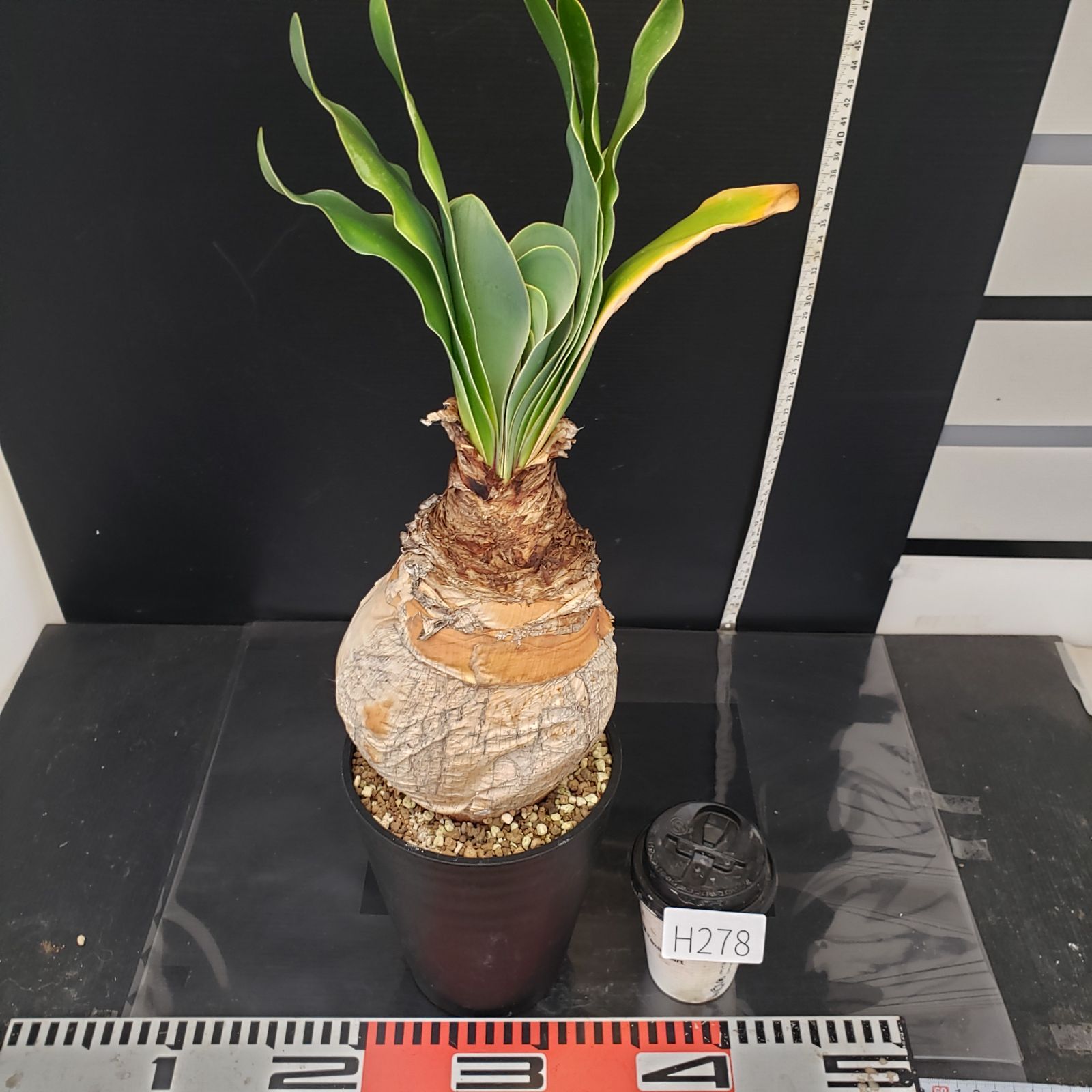 H278【自社養生株】ブーファン ハエマンソイデス（現地球・発根株