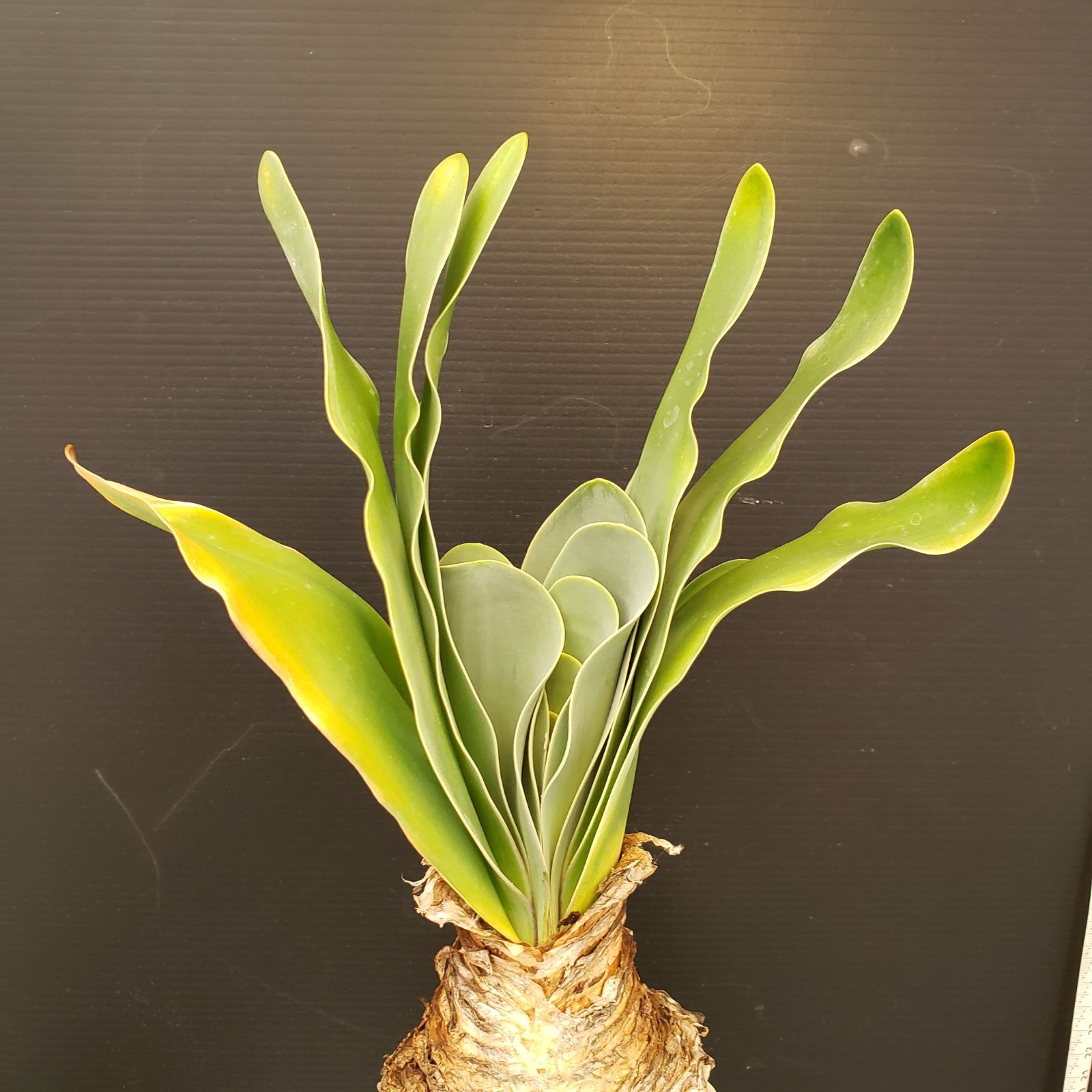 H278【自社養生株】ブーファン ハエマンソイデス（現地球・発根株