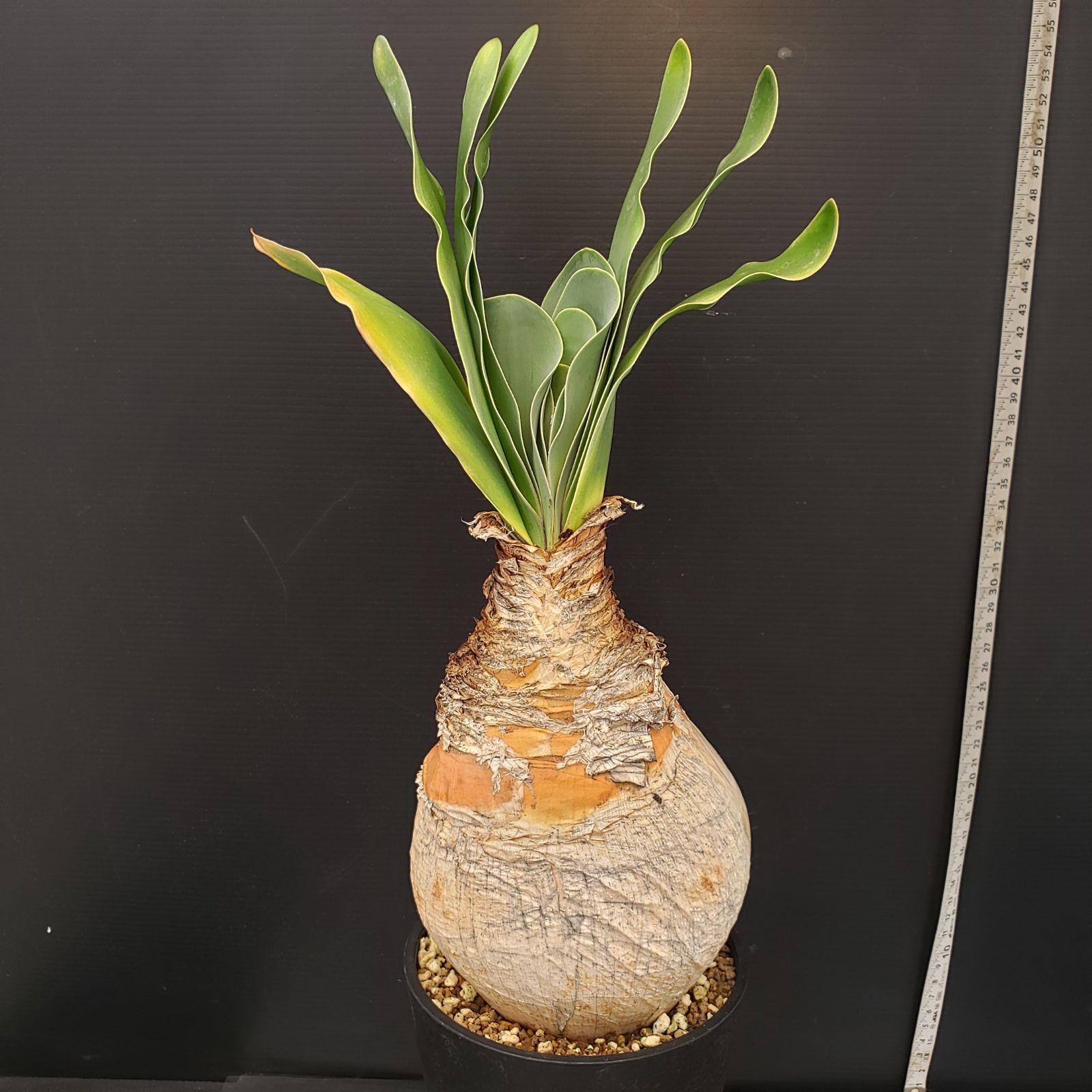 H278【自社養生株】ブーファン ハエマンソイデス（現地球・発根株