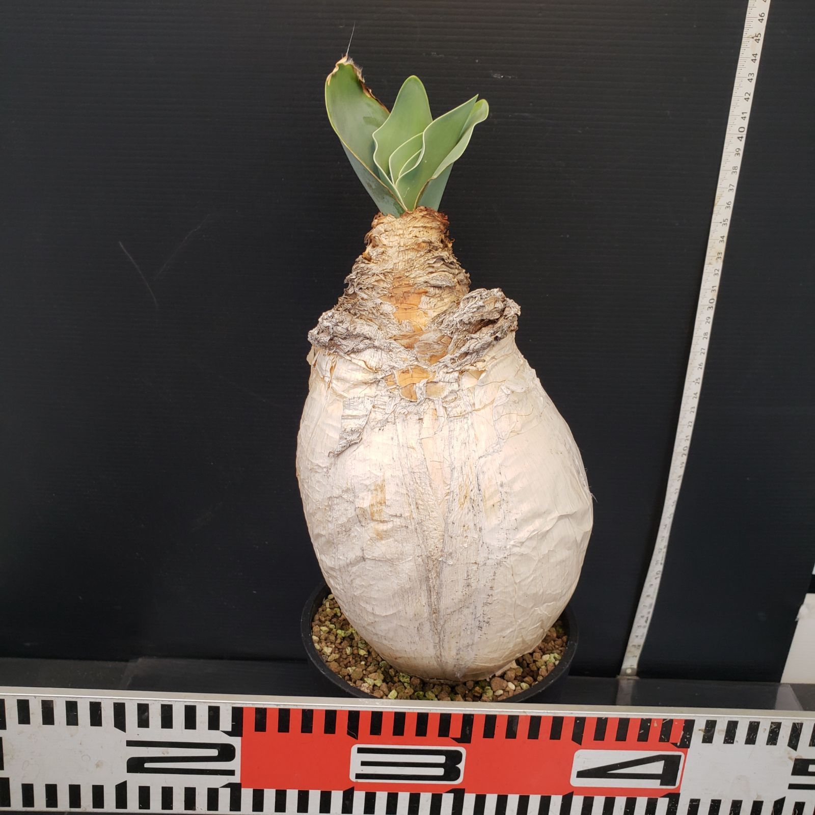 ヒ*ロ様 K13「球根植物」ブーファン ハエマンソイデス 産地株 20株 ヒ*ロ様 K13「球根植物」ブーファン ハエマンソイデス 産地株 20株 ヒ