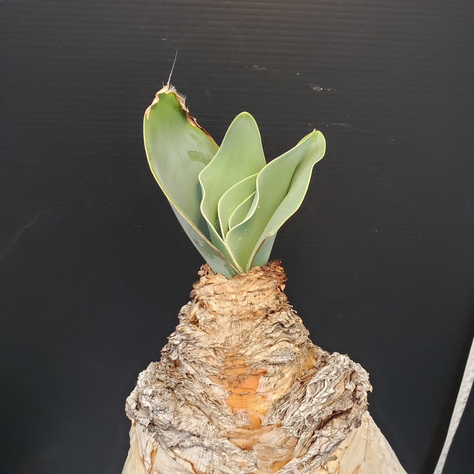 H279【自社養生株】ブーファン ハエマンソイデス（現地球・発根株