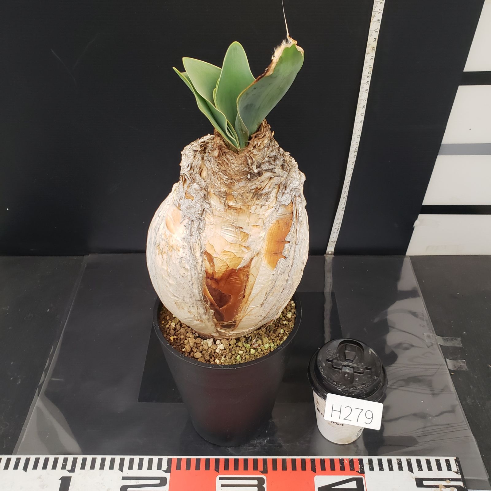 O*s様 K12「球根植物」ブーファン ハエマンソイデス 産地株 20株 O*s様 K12「球根植物」ブーファン ハエマンソイデス 産地株 20株 O*s様