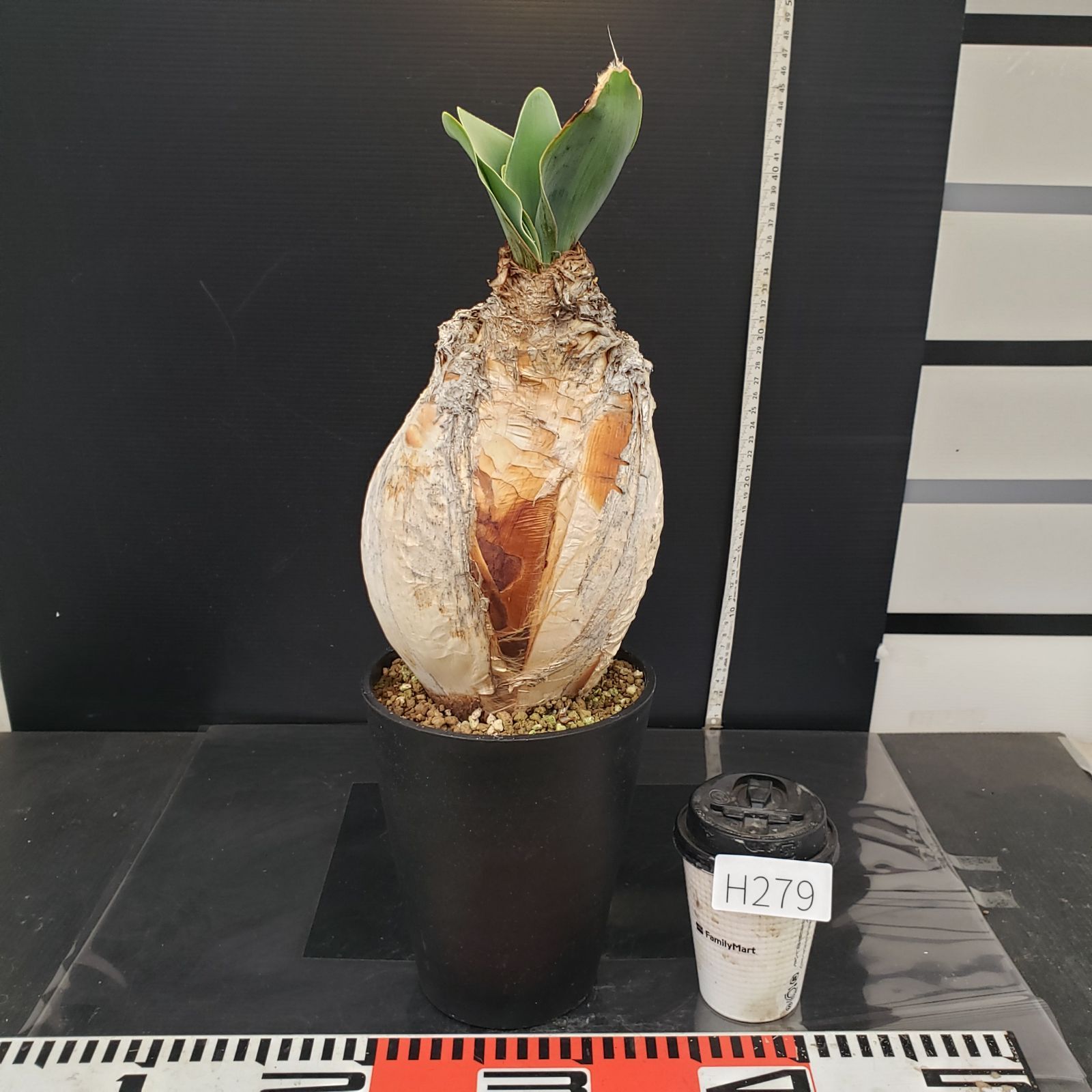 H279【自社養生株】ブーファン ハエマンソイデス（現地球・発根株