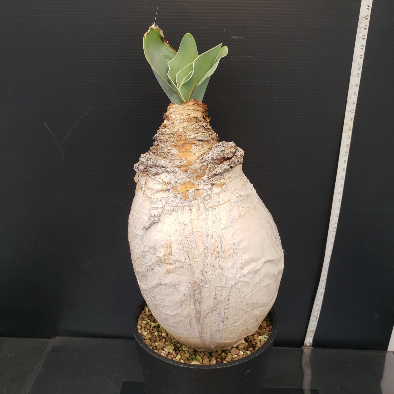 H279【自社養生株】ブーファン ハエマンソイデス（現地球・発根株