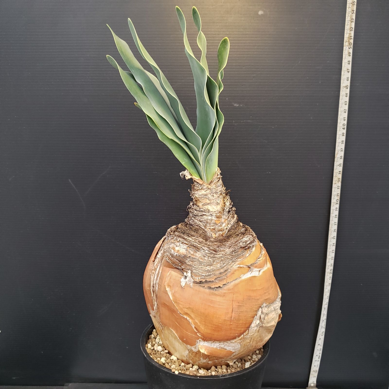 ブーファン　ハエマンソイデス　現地球 ブーファン ハエマンソイデス 現地球 発根済 RAFLUMコレクション