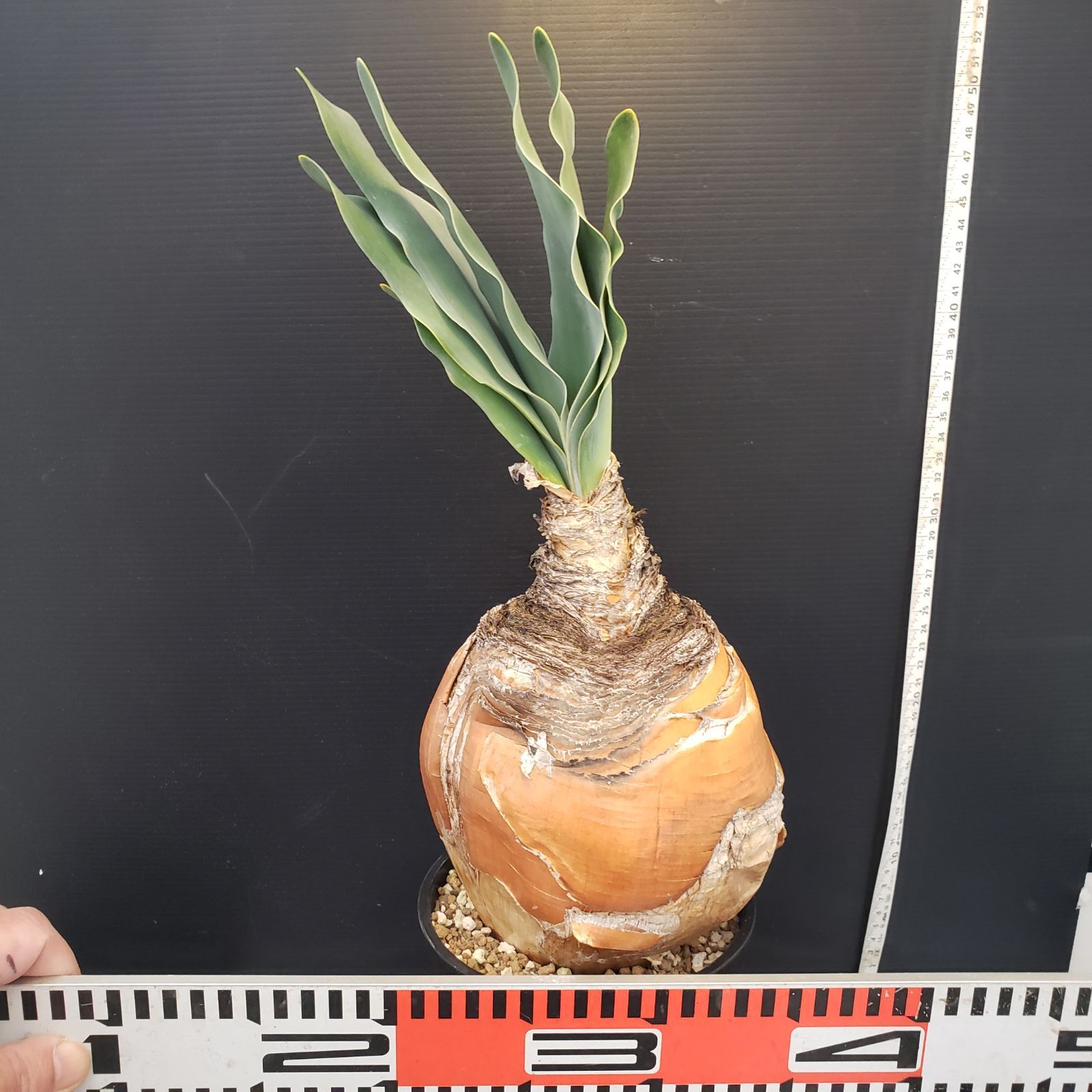 H280【自社養生株】ブーファン ハエマンソイデス（現地球・発根株