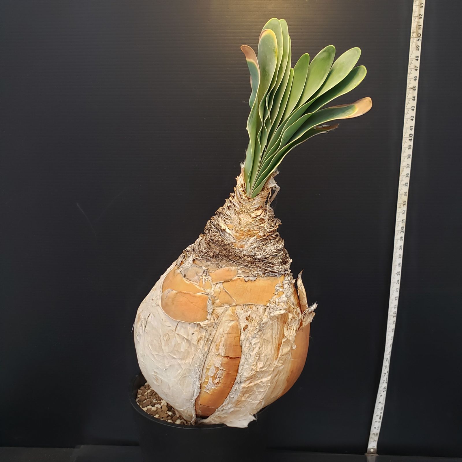 H281【自社養生株】ブーファン ハエマンソイデス（現地球・発根株