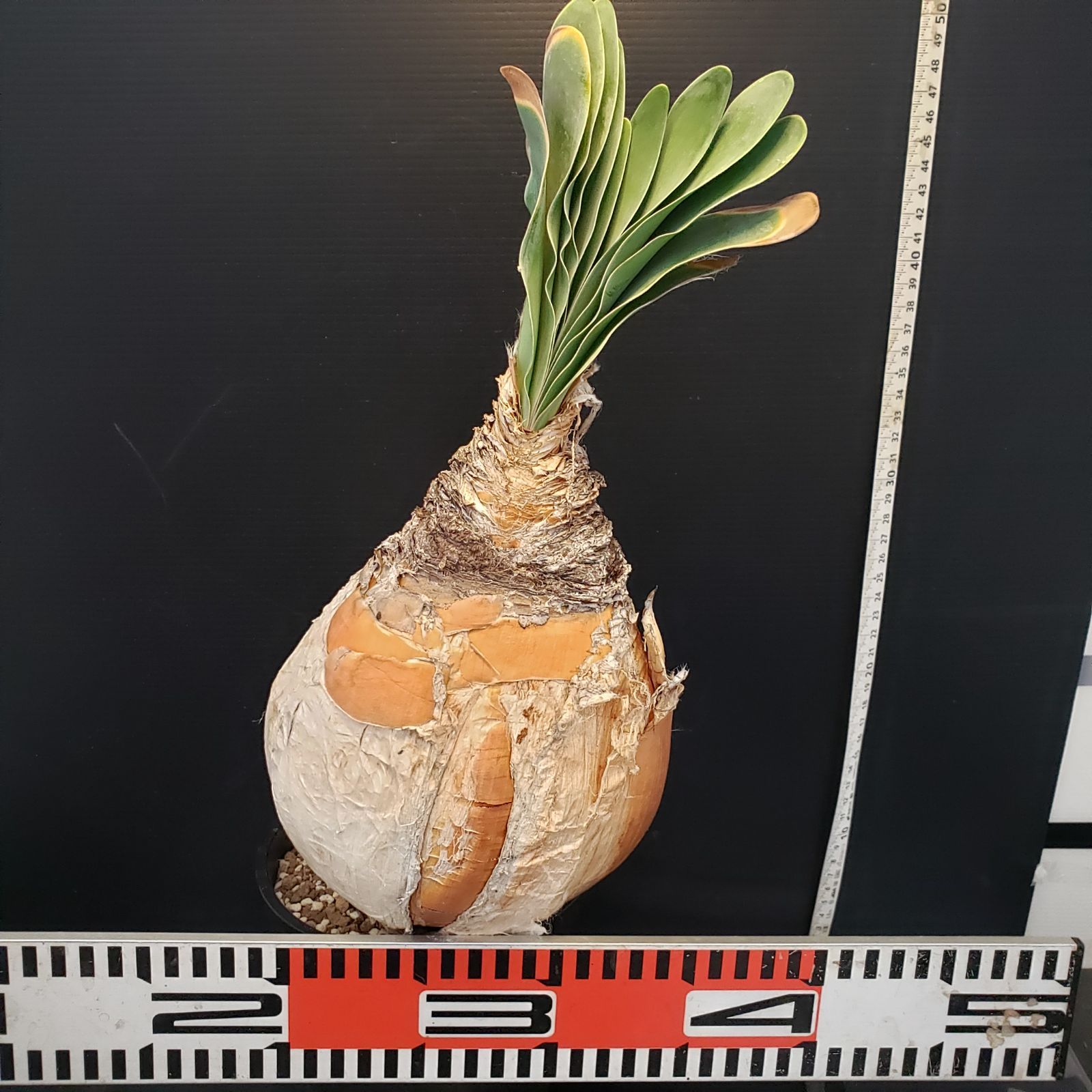 H281【自社養生株】ブーファン ハエマンソイデス（現地球・発根株