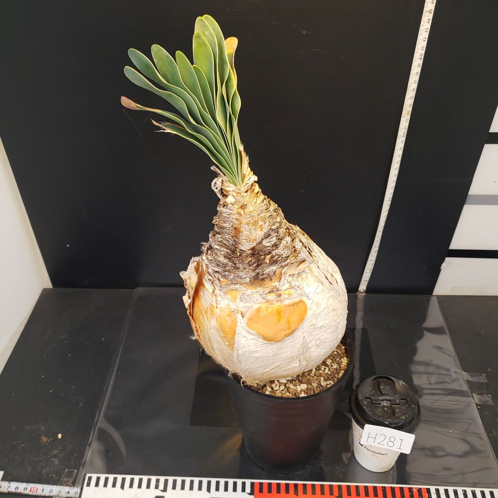 H281【自社養生株】ブーファン ハエマンソイデス（現地球・発根株