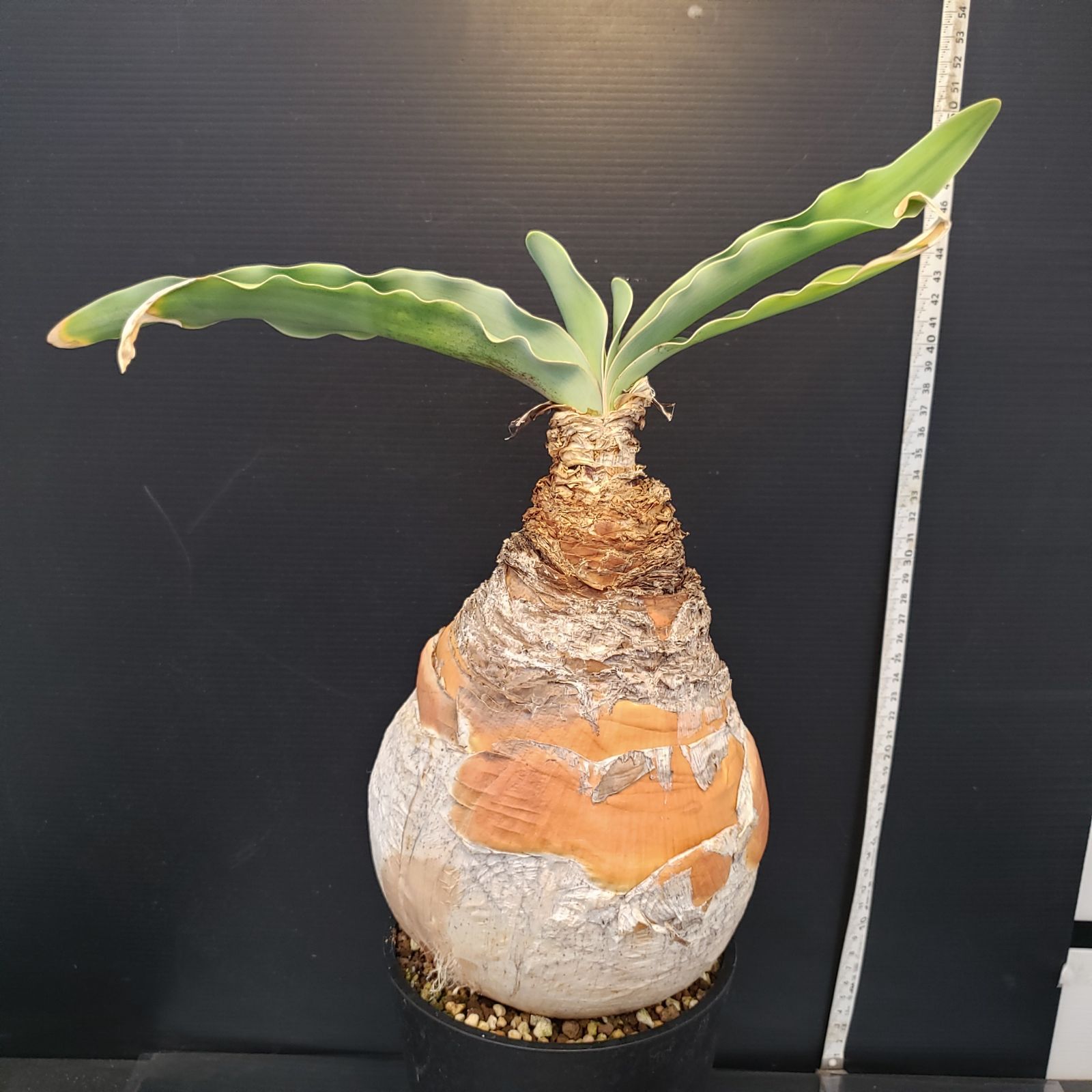 H282【自社養生株】ブーファン ハエマンソイデス（現地球・発根株