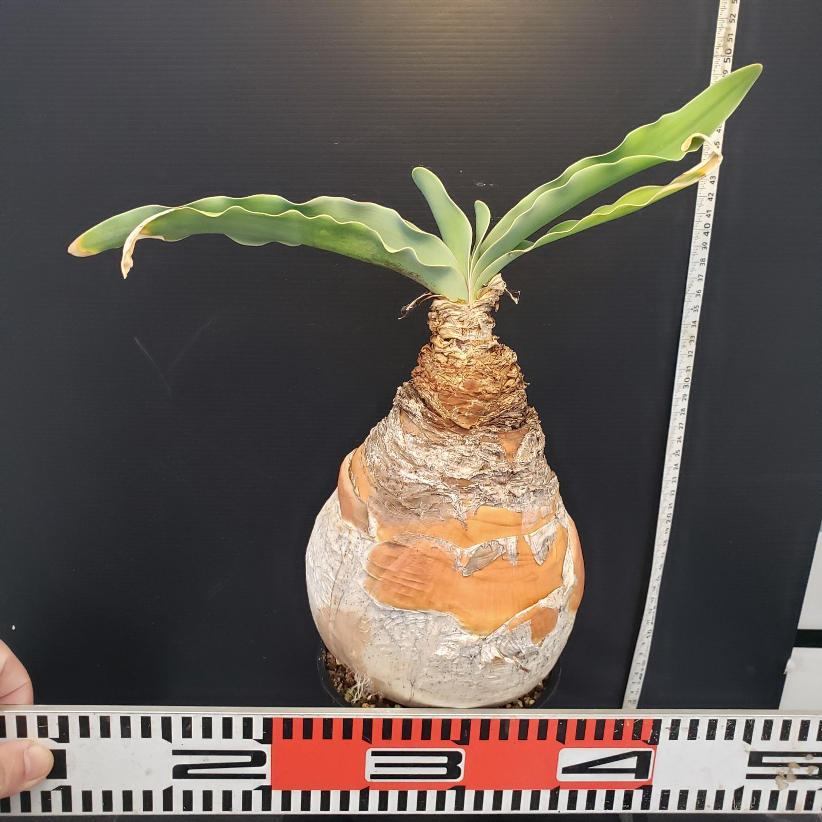 H282【自社養生株】ブーファン ハエマンソイデス（現地球・発根株