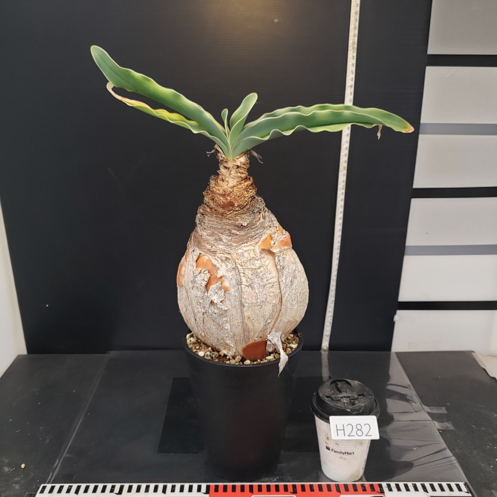 H282【自社養生株】ブーファン ハエマンソイデス（現地球・発根株