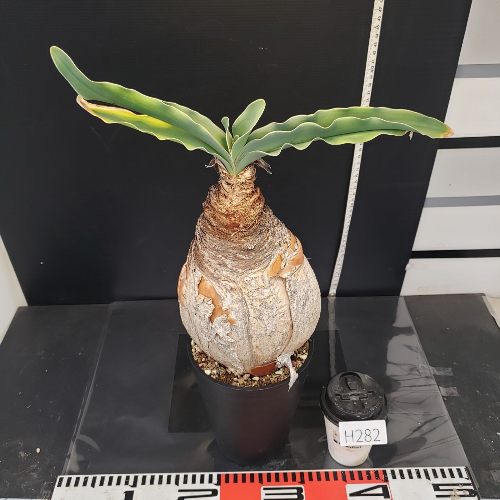 H282【自社養生株】ブーファン ハエマンソイデス（現地球・発根株