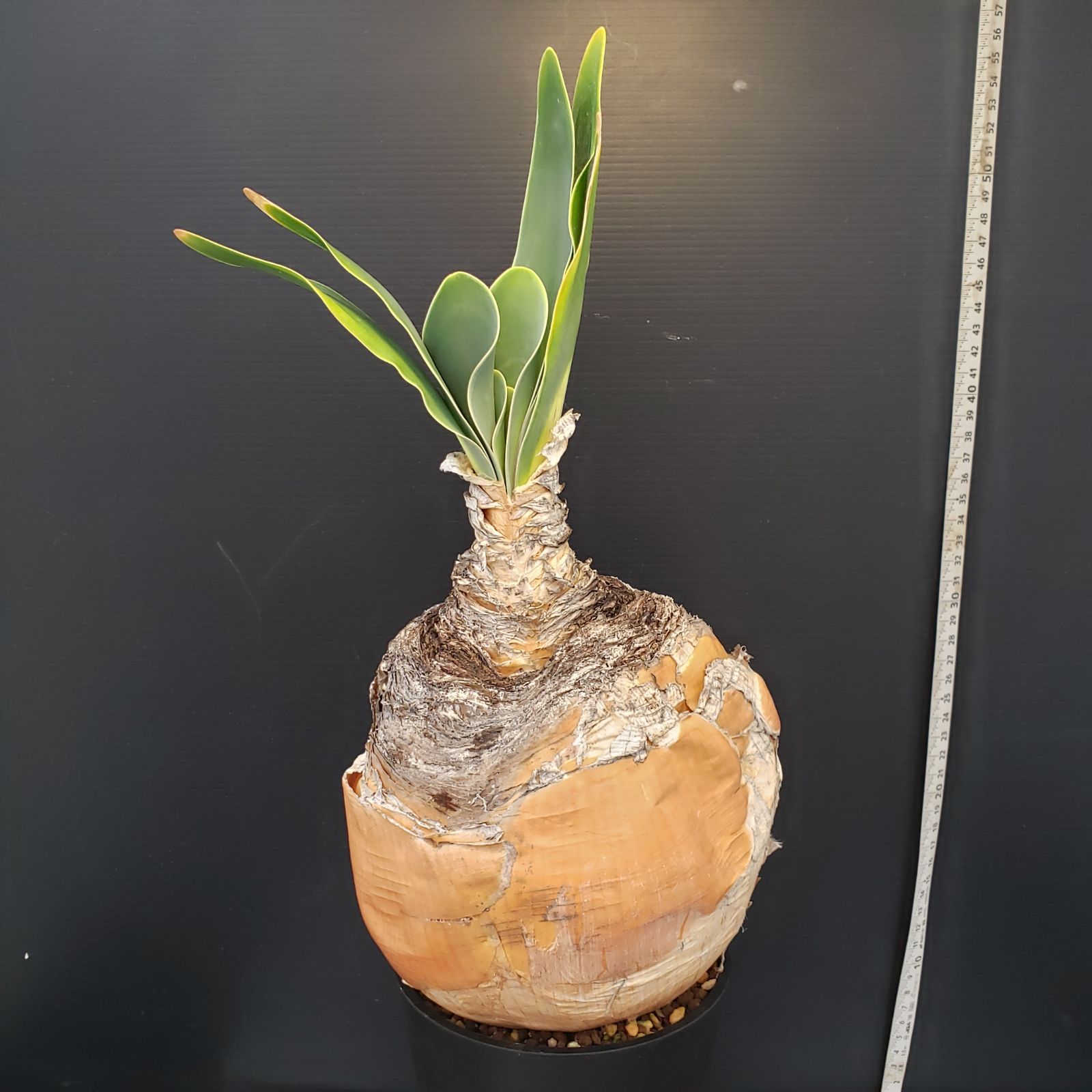 H283【自社養生株】ブーファン ハエマンソイデス（現地球・発根株