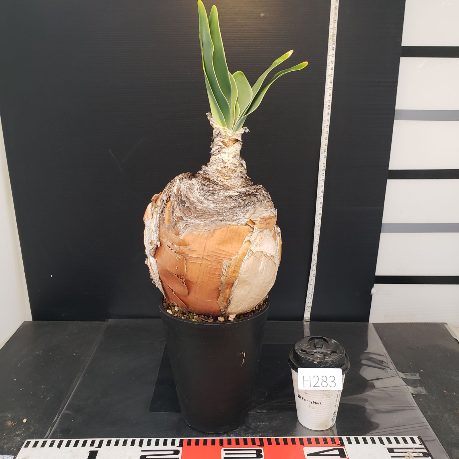 ブーファン ハエマンソイデス 現地球良株 発根済 丸株 球根植物