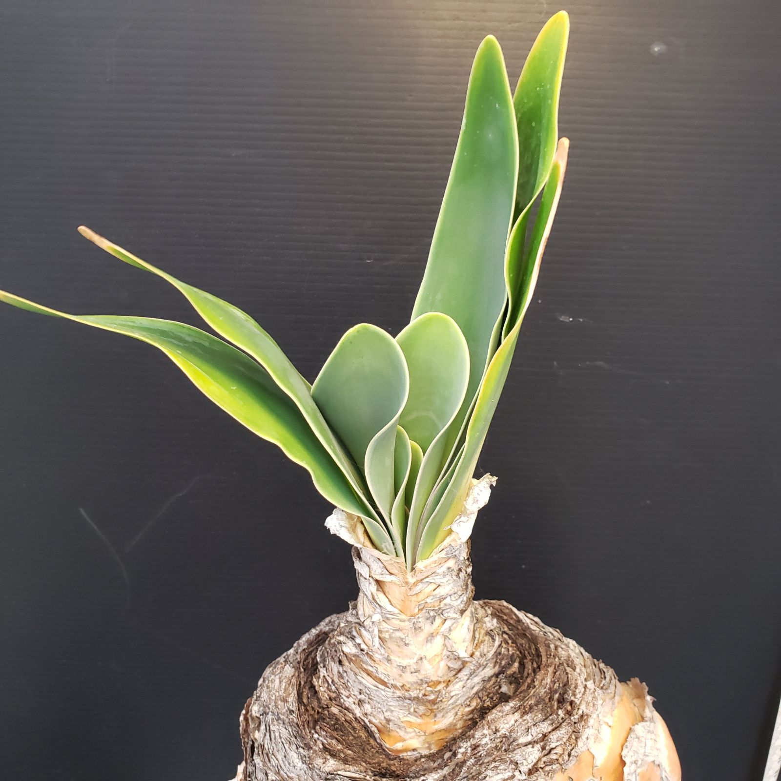 H283【自社養生株】ブーファン ハエマンソイデス（現地球・発根株