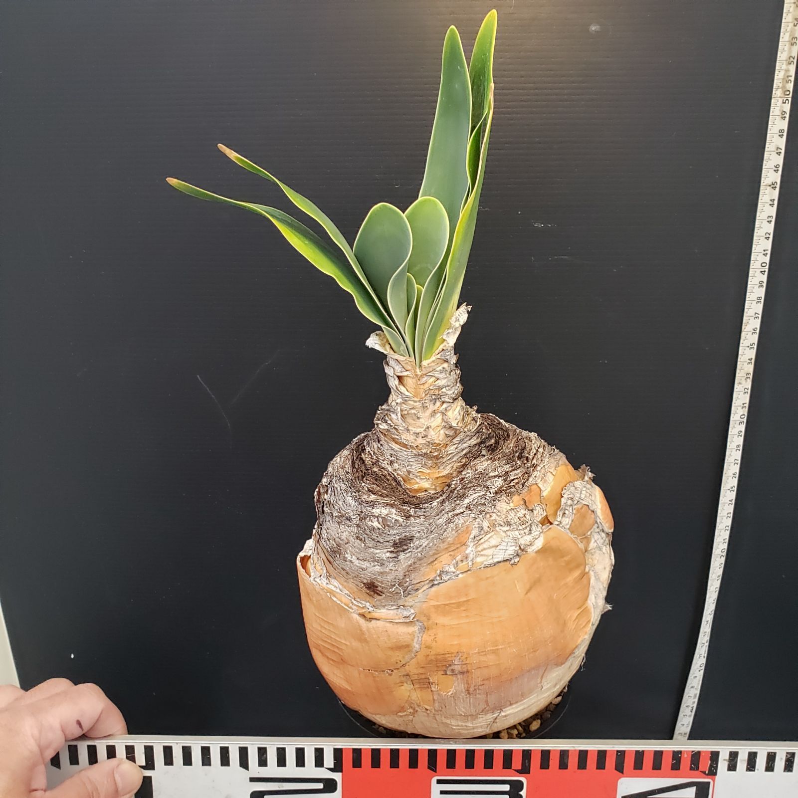 ゴ*ン様 K17「球根植物」ブーファン ハエマンソイデス 産地株 20株 ゴ*ン様 K17「球根植物」ブーファン ハエマンソイデス 産地株 20株 ゴ*ン