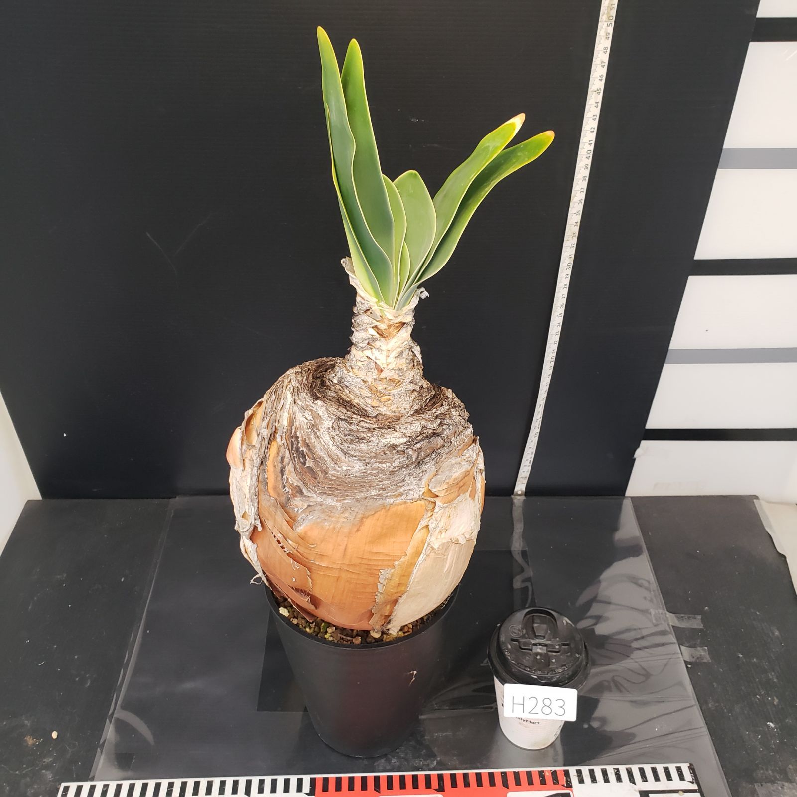 H283【自社養生株】ブーファン ハエマンソイデス（現地球・発根株