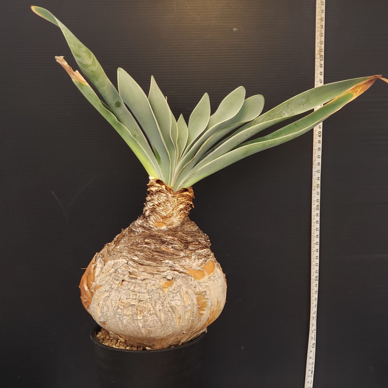 m*u様 G5「球根植物」ブーファン ハエマンソイデス 産地株 12株 H284【自社養生株】ブーファン ハエマンソイデス（現地球・発根株