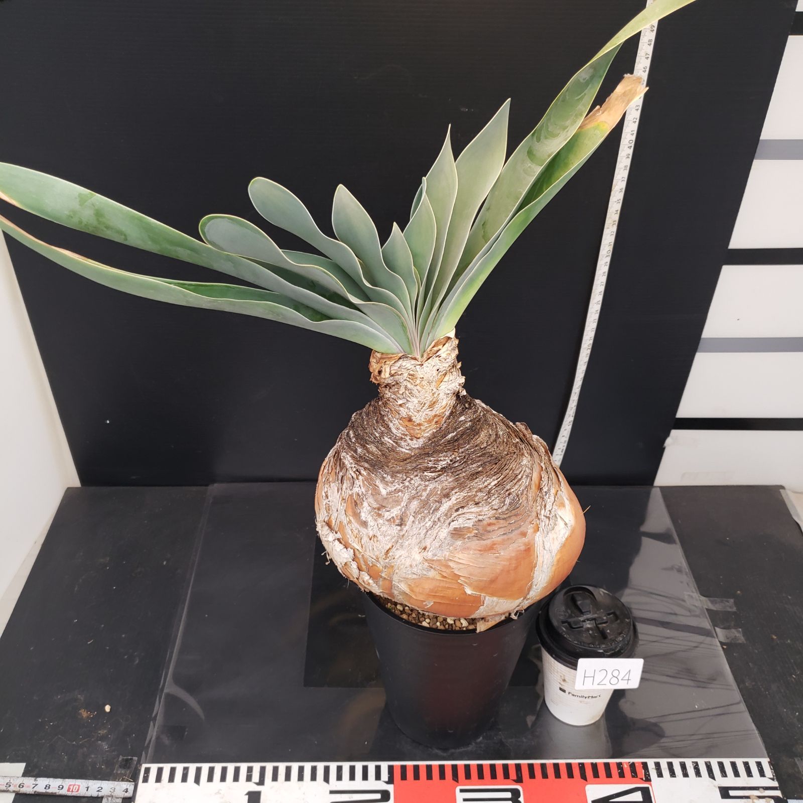 ブーファン　ハエマンソイデス　現地球 ブーファン ハエマンソイデス 現地球 発根済 - メルカリ