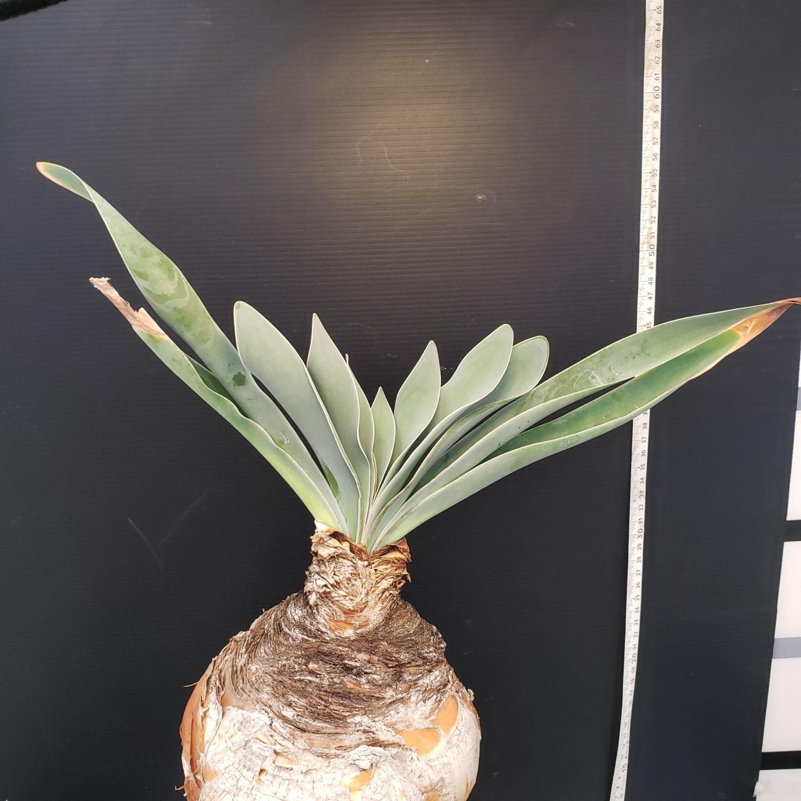 【発根済・現地球・良型】ブーファン・ハエマンソイデス H283【自社養生株】ブーファン ハエマンソイデス（現地球・発根株