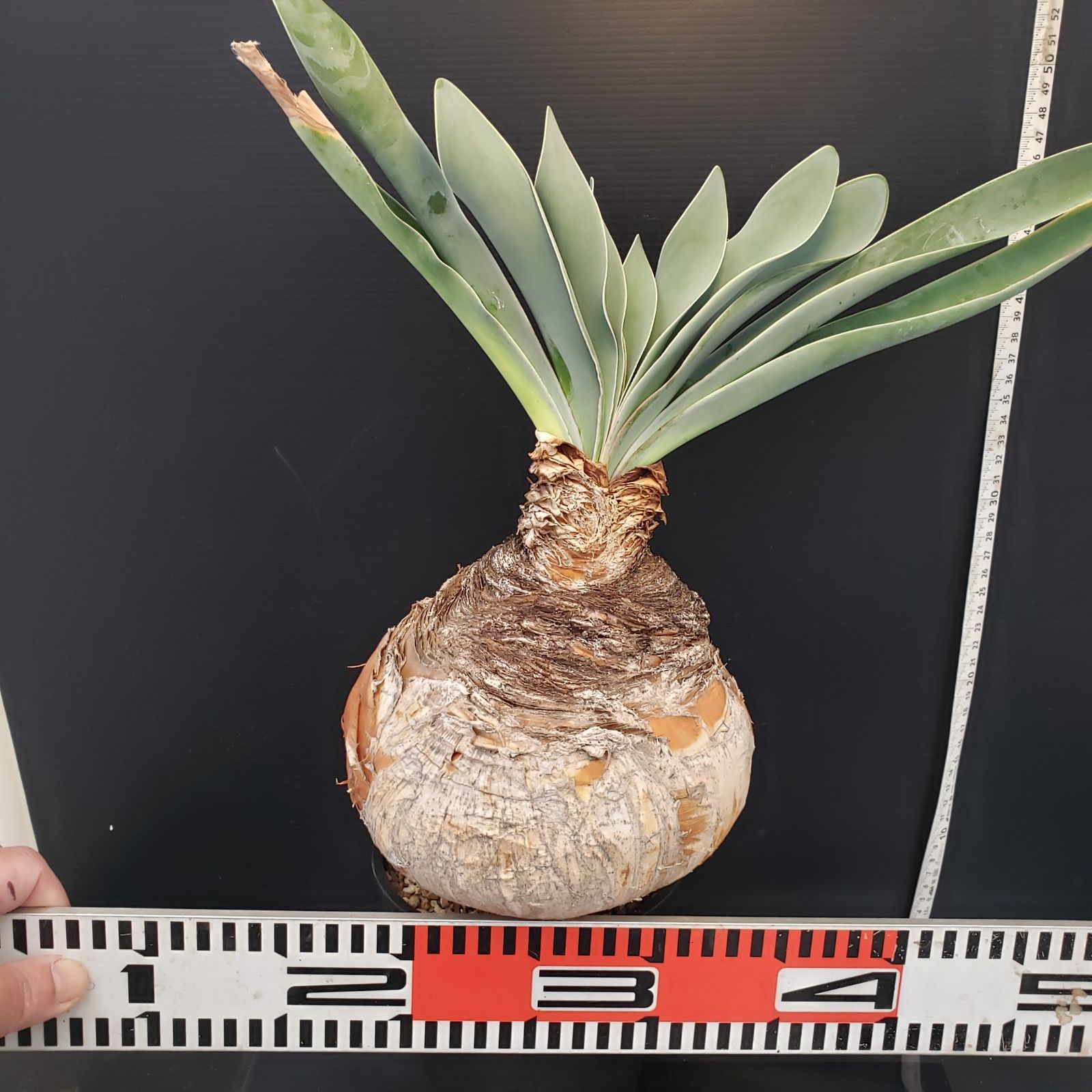 m*u様 G5「球根植物」ブーファン ハエマンソイデス 産地株 12株 H278【自社養生株】ブーファン ハエマンソイデス（現地球・発根株