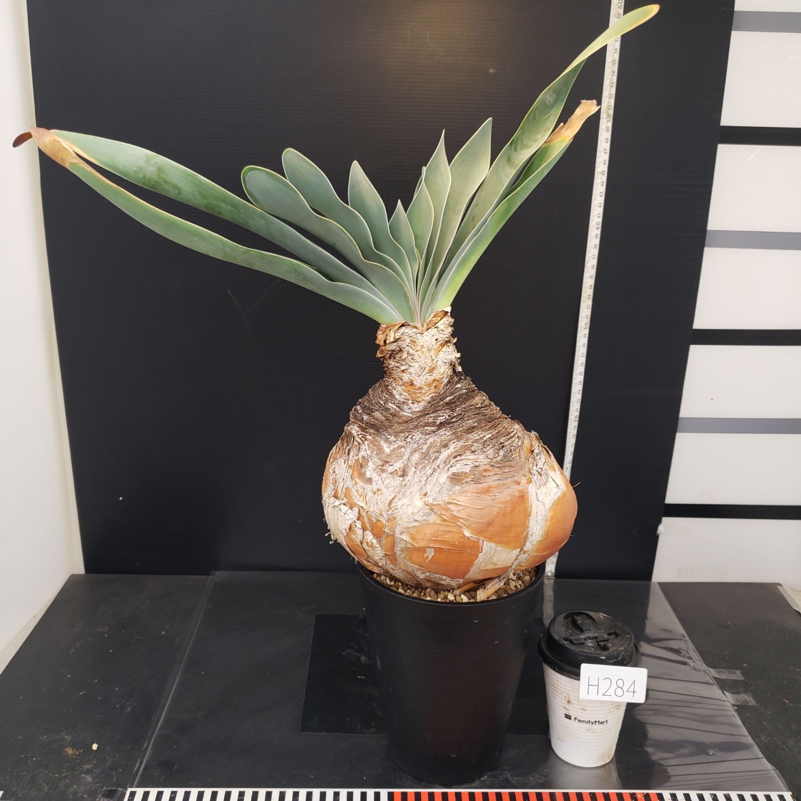 H284【自社養生株】ブーファン ハエマンソイデス（現地球・発根株