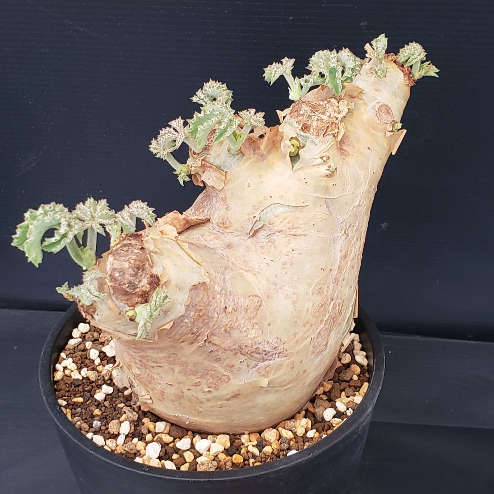 キフォステンマ　マクロプス　現地球　大株 H285【自社養生株】キフォステンマ マクロプス（現地球・発根株