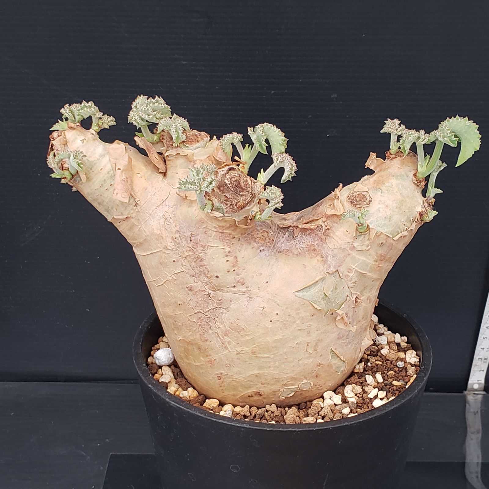 キフォステンマ マクロプス 現地球 発根済み② 最終価格 キフォステンマ マクロプス 現地球 発根済み②