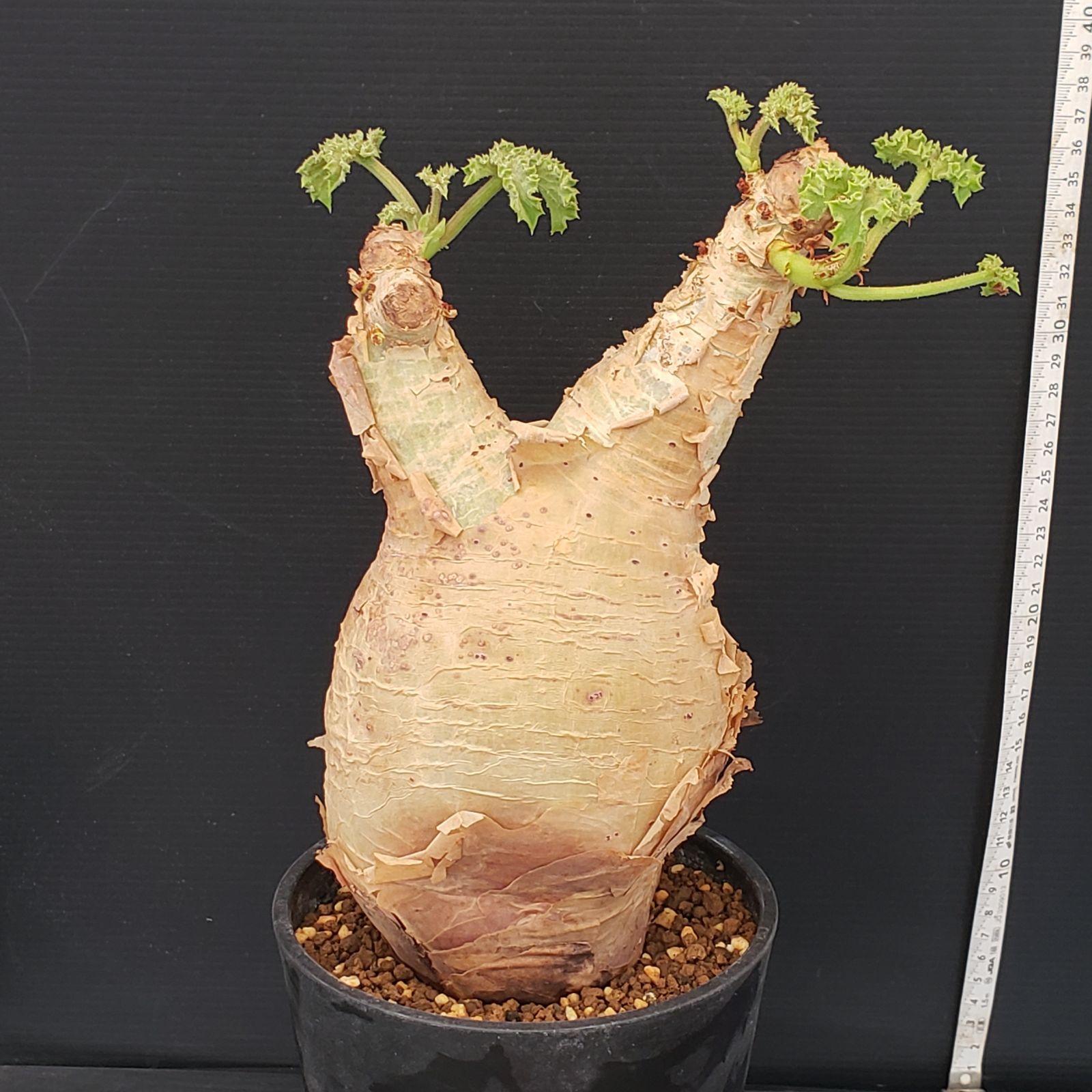 H286【自社養生株】キフォステンマ マクロプス（現地球・発根株