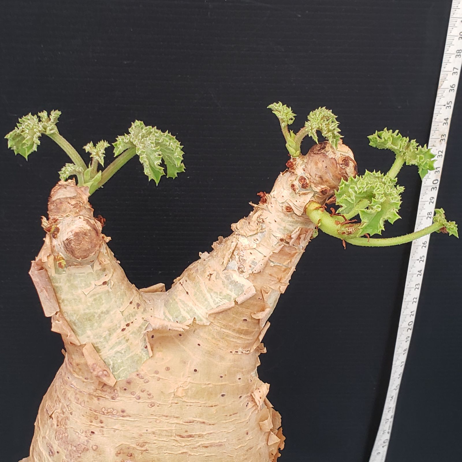 大株 塊根植物 キフォステンマ マクロプス 大株 塊根植物 キフォステンマ マクロプス キフォステンマ マクロプス