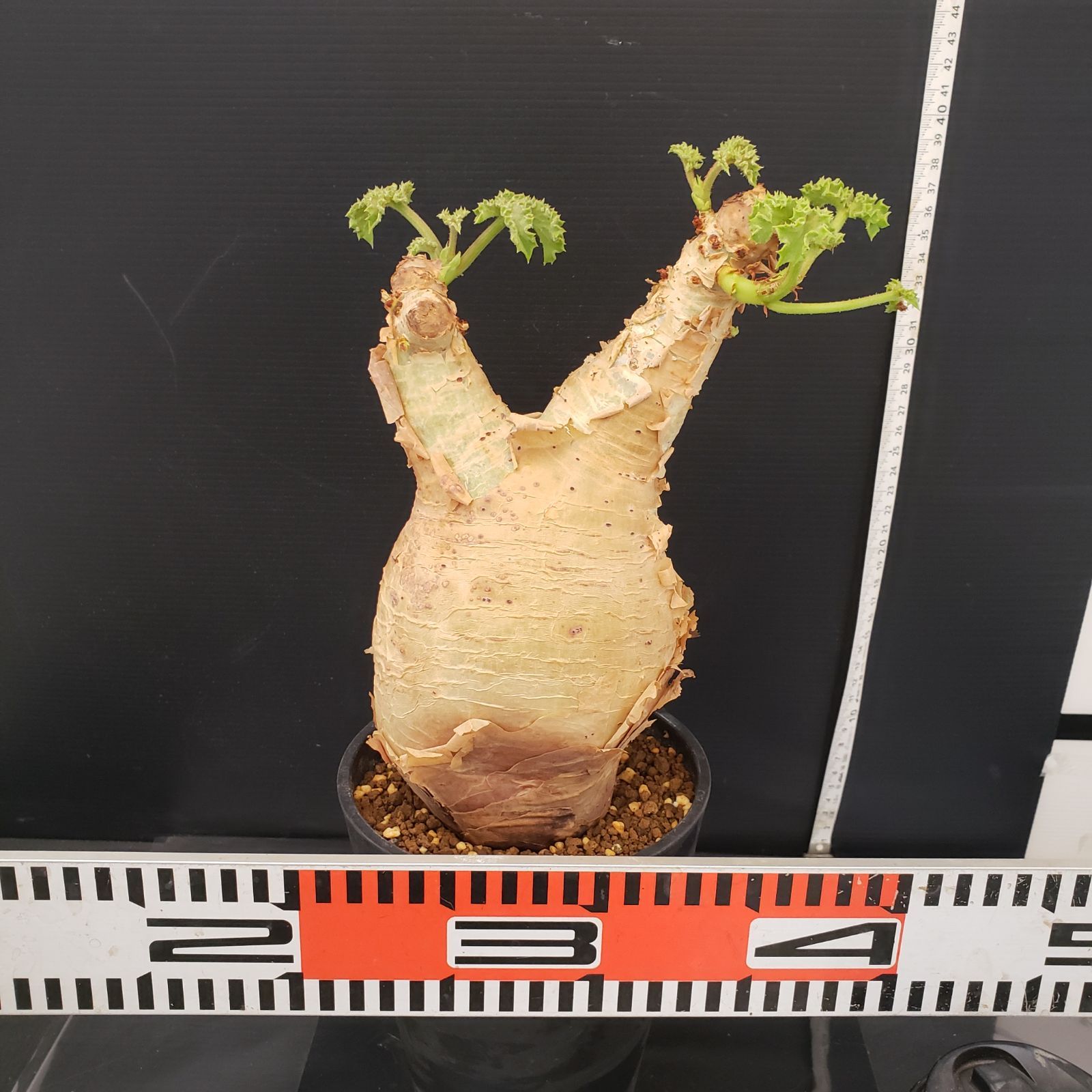 H286【自社養生株】キフォステンマ マクロプス（現地球・発根株