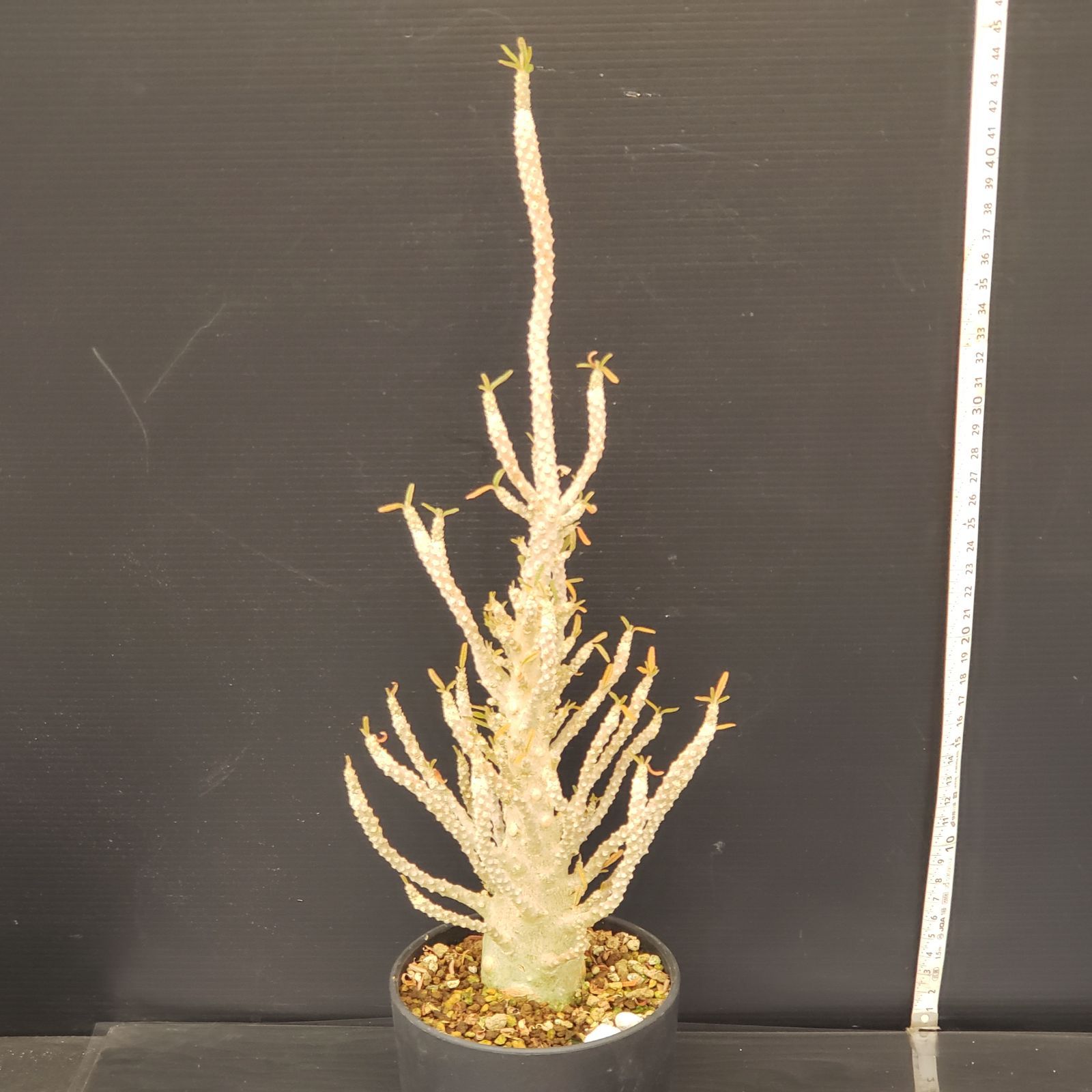 【レア/塊根植物】ドルステニア ギガス 鉢植え A-7 レア/塊根植物】ドルステニア ギガス 鉢植え A-7