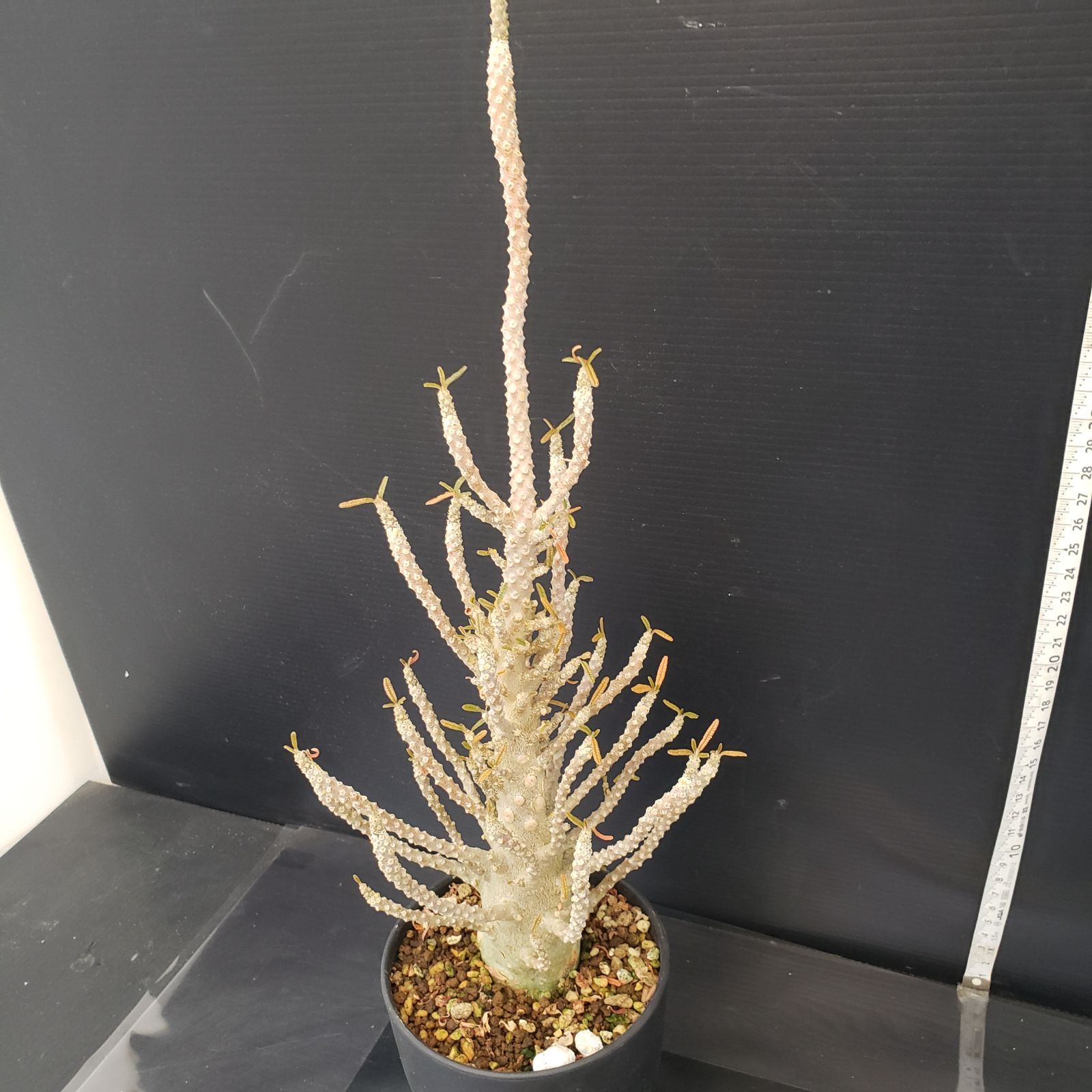 H287【自社養生株】ドルステニア ギガス ブラータ（発根株・鉢植え