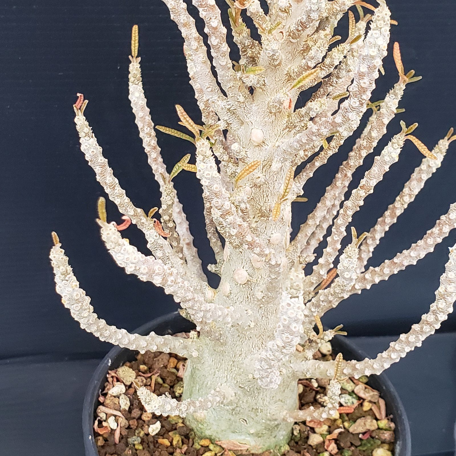 H287【自社養生株】ドルステニア ギガス ブラータ（発根株・鉢植え