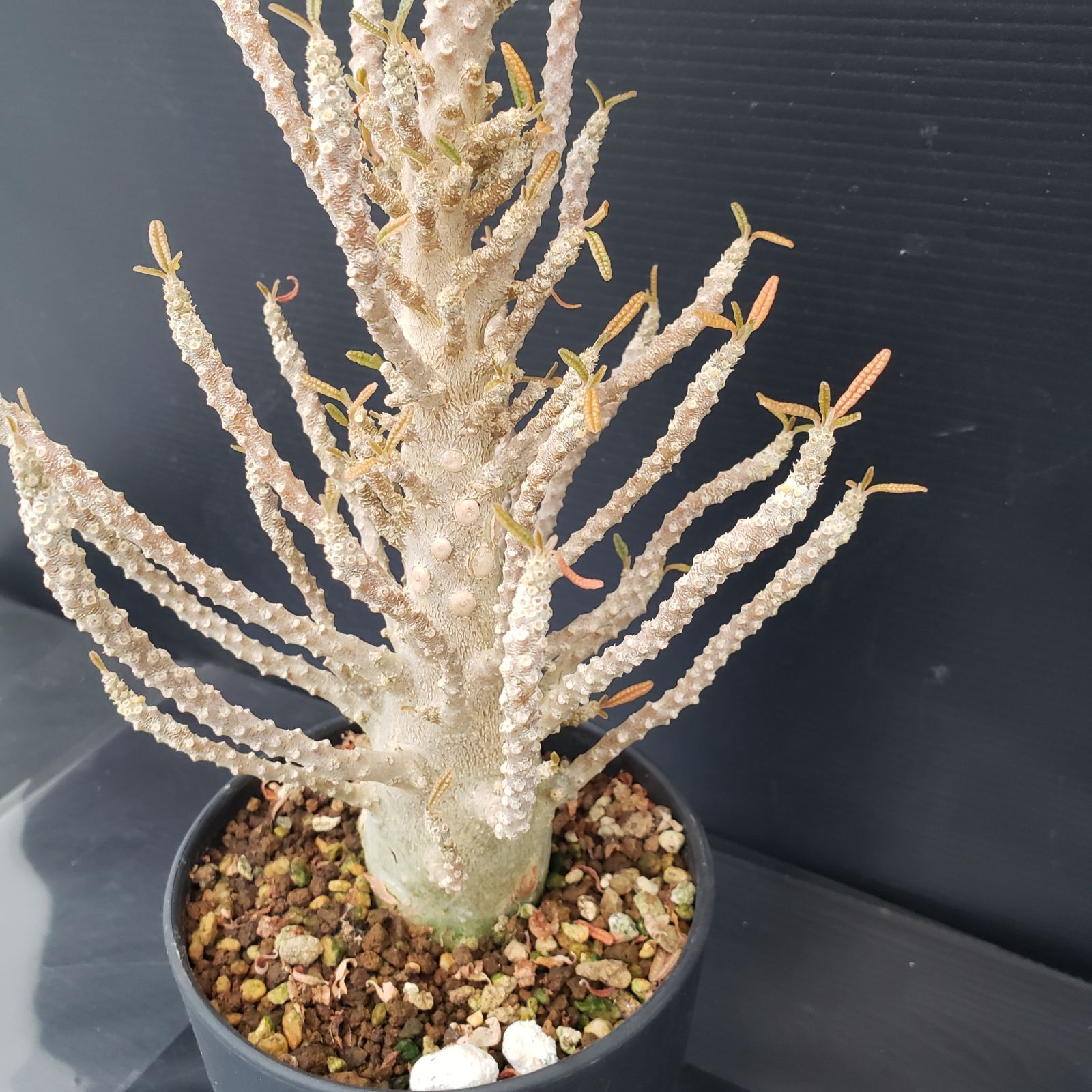 H287【自社養生株】ドルステニア ギガス ブラータ（発根株・鉢植え