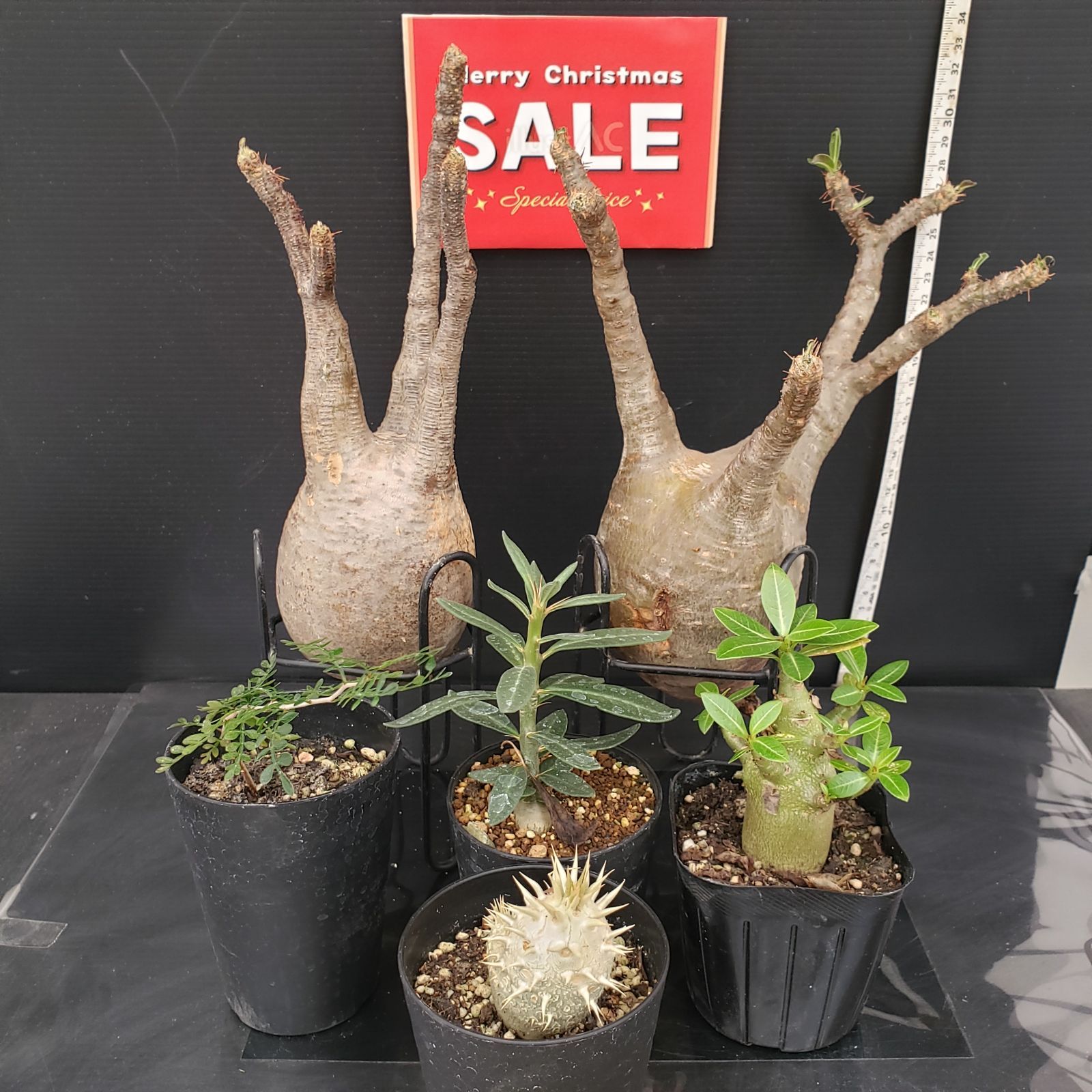 H290【Xmasセール！】トクトクコーデックスセット（抜き苗：グラキリス