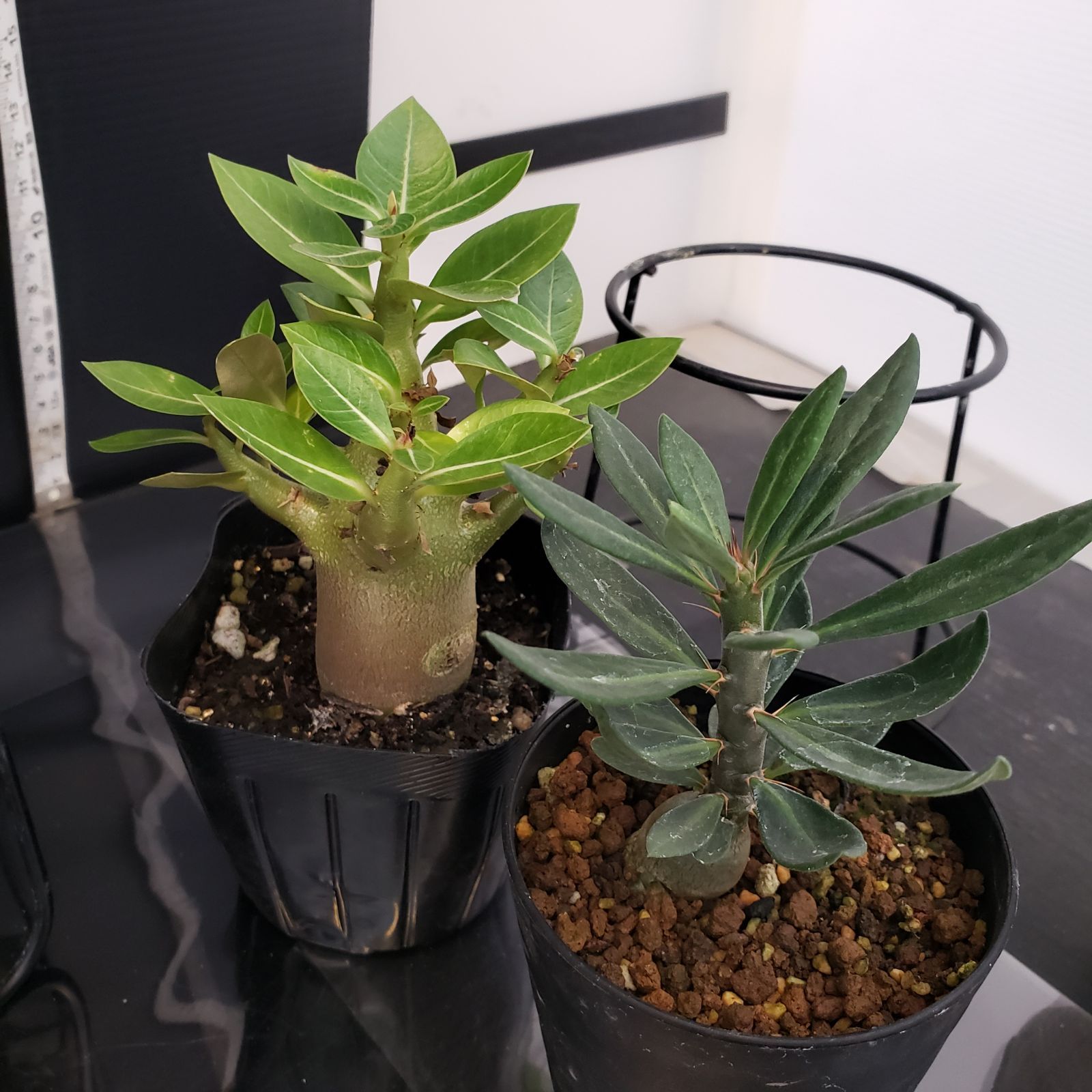 H293【Xmasセール！】トクトクコーデックスセット（抜き苗：グラキリス