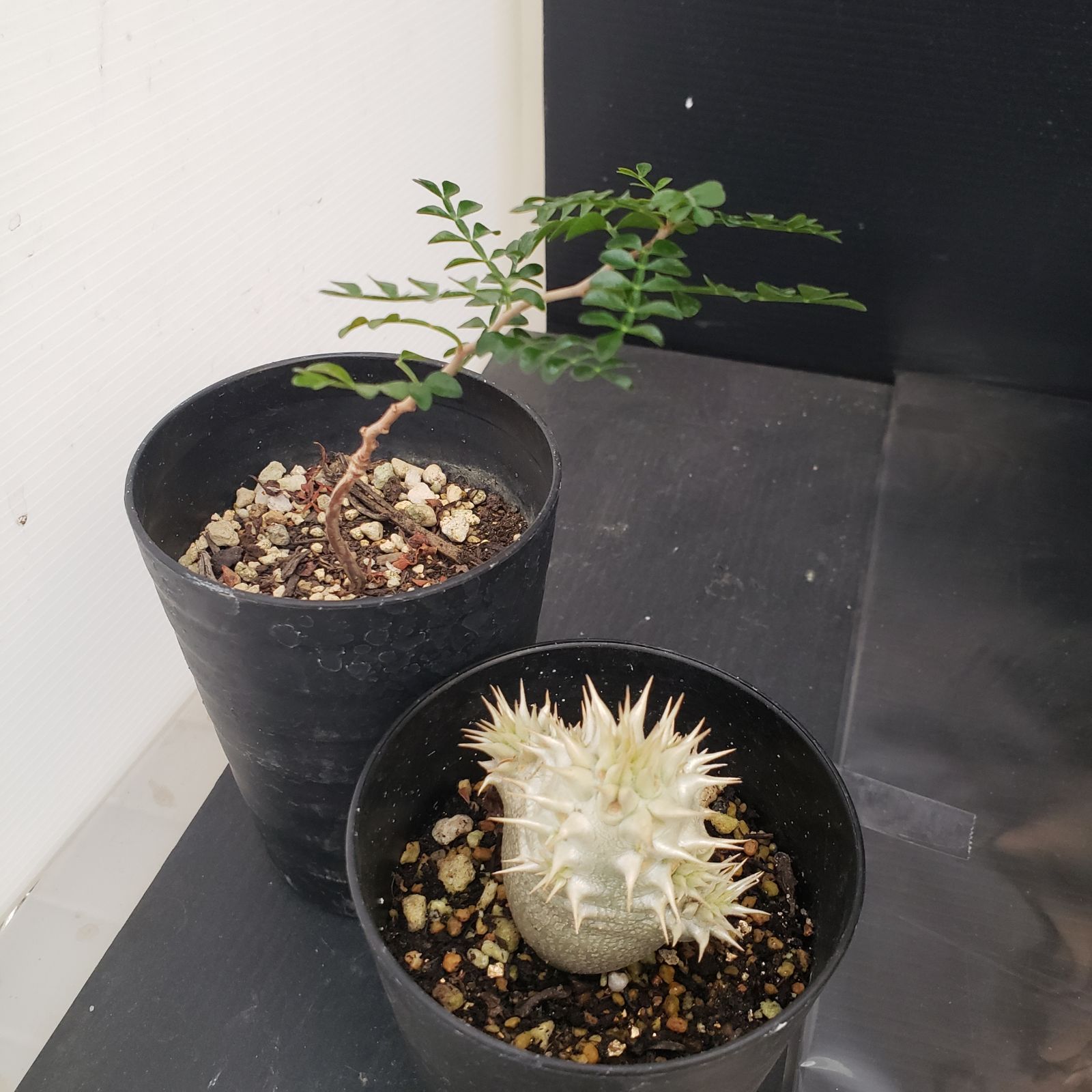 H293【Xmasセール！】トクトクコーデックスセット（抜き苗：グラキリス